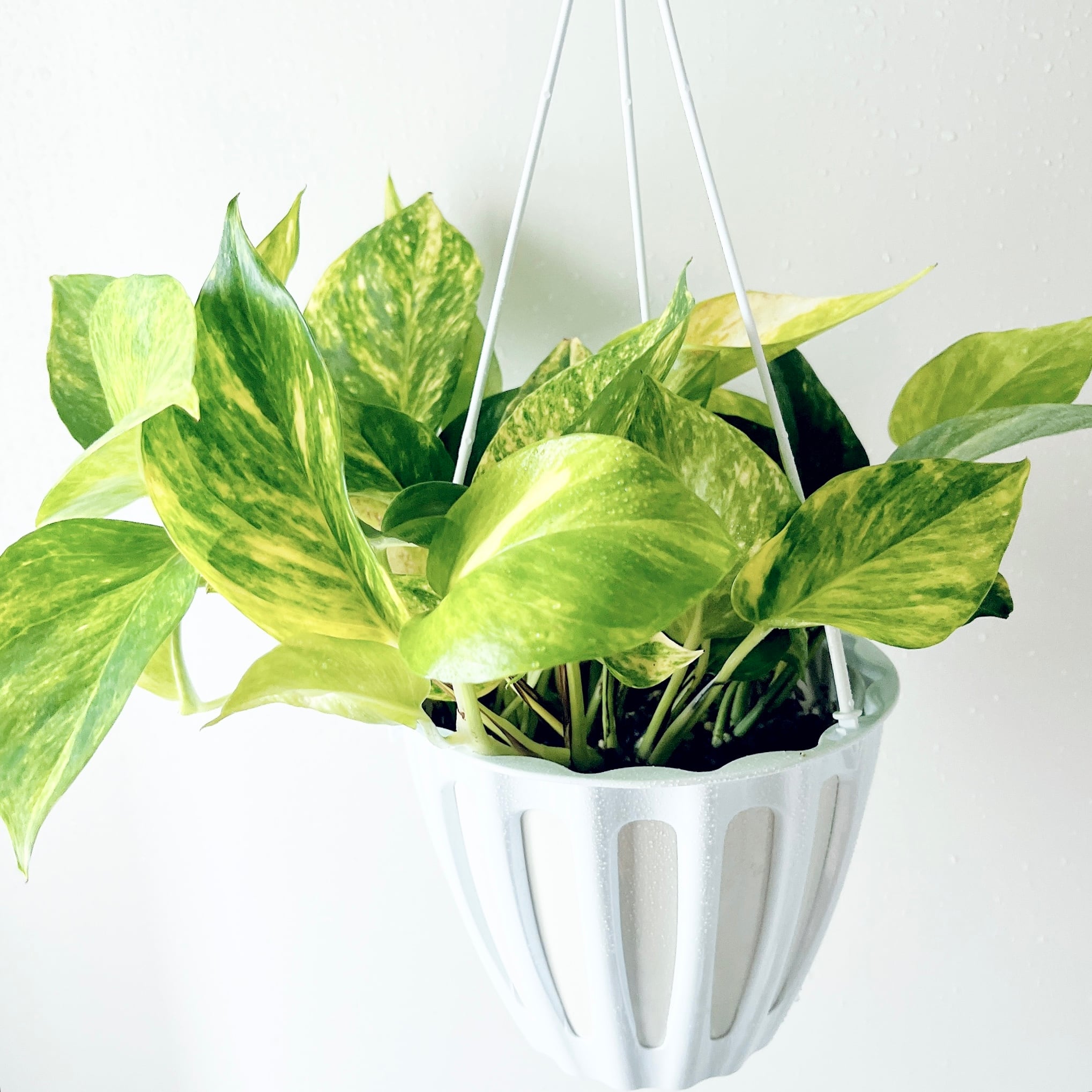 本日限定価格ポトステルノグレース