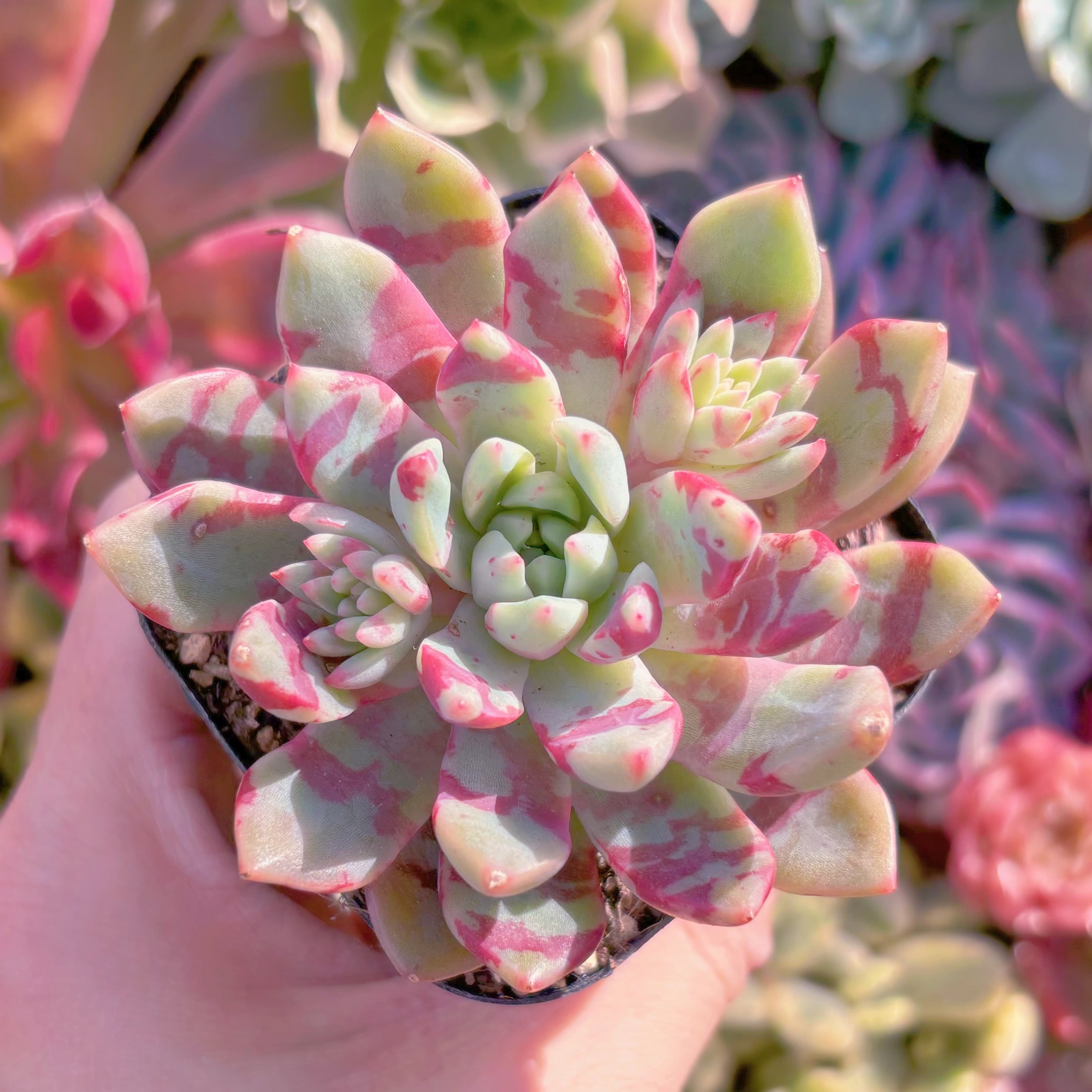 現品　ブラッドスワロー#581　るる農園