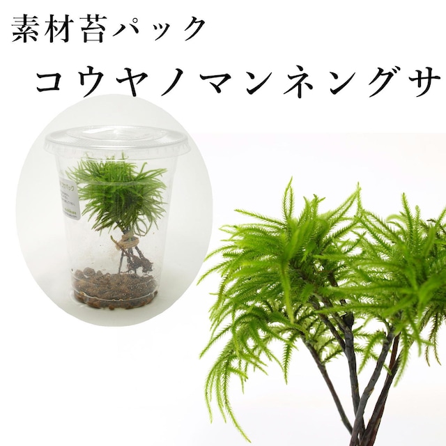 コウヤノマンネングサ４芽入り　苔テラリウム作製用素材苔