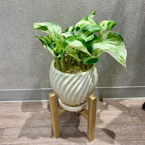 一点もの【ポトス・ステータス】｜観葉植物｜ギフト｜フラワーギフト