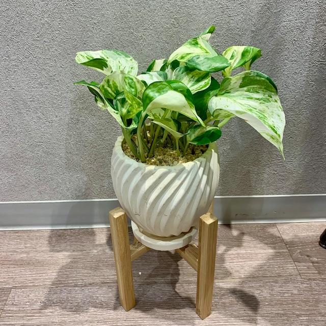 一点もの【ポトス・ステータス】｜観葉植物｜ギフト｜フラワーギフト