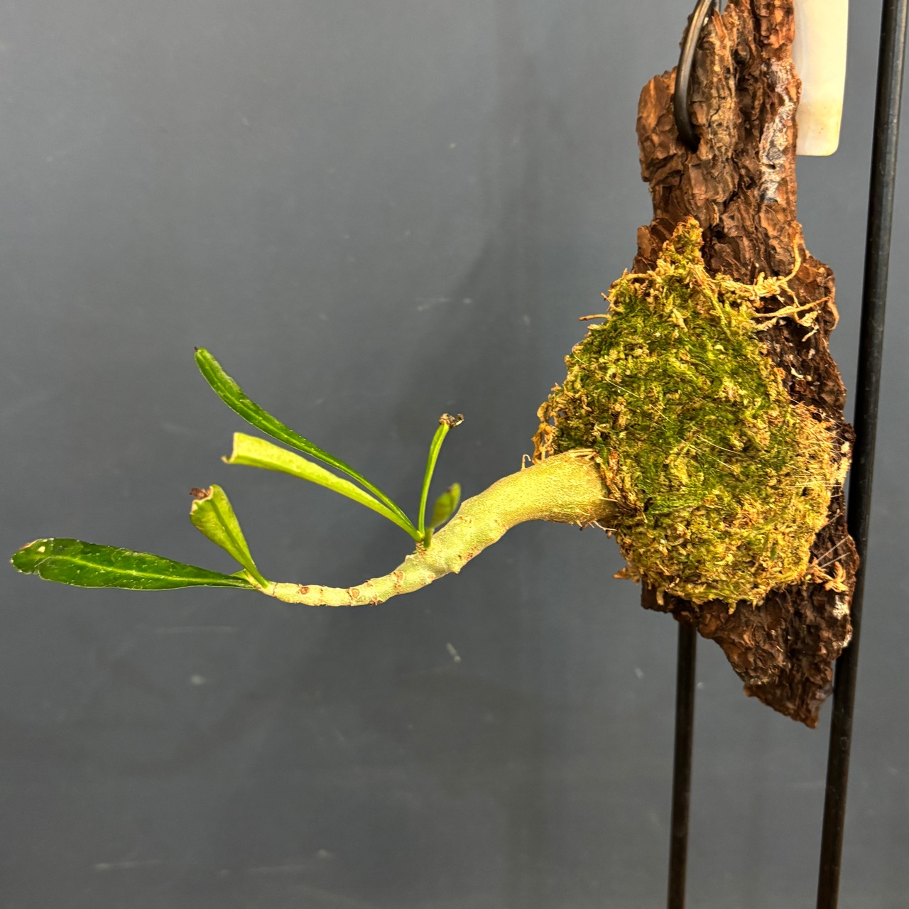 ミルメフィツム　longissimum (nomen nudum)【858】