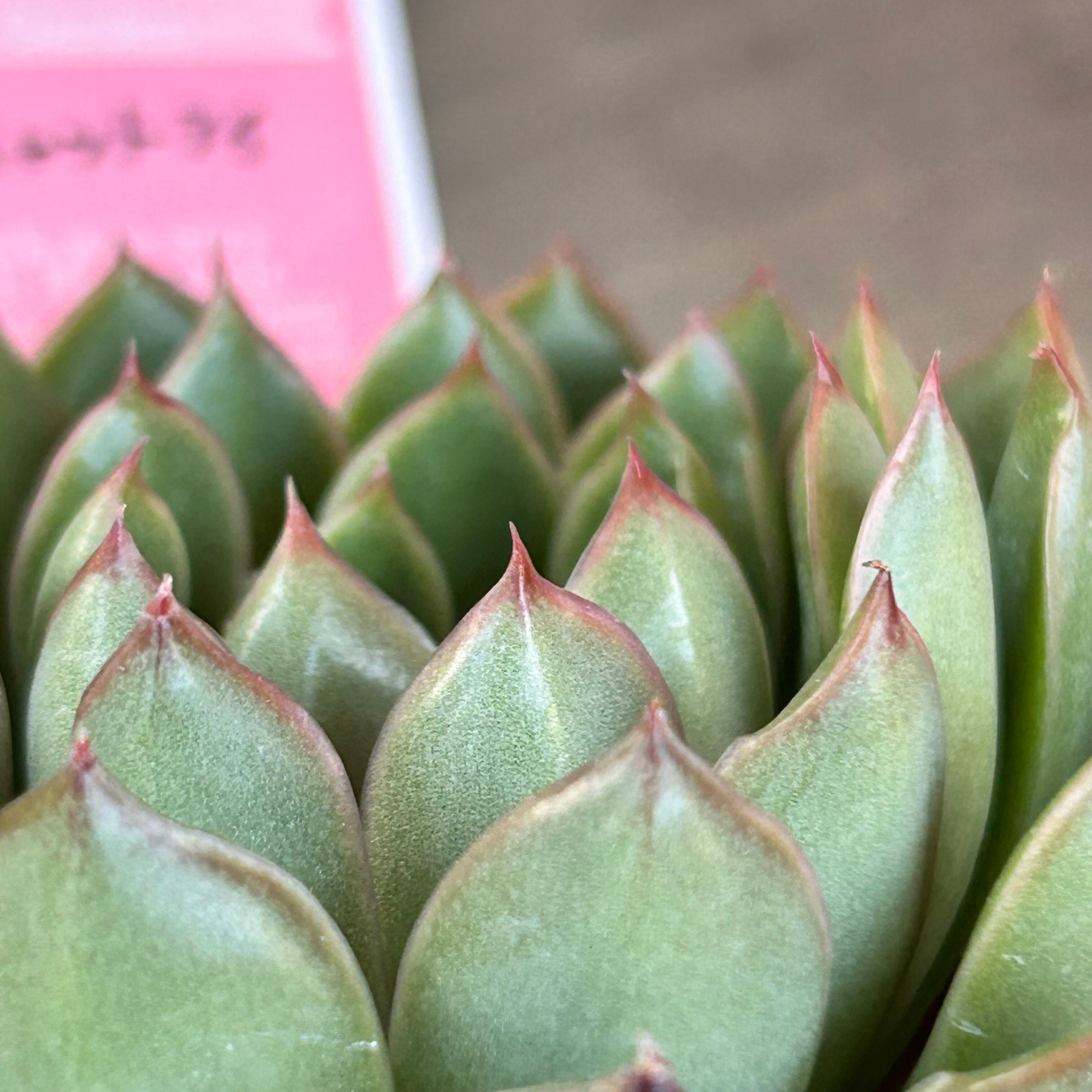 キャットアイ | RuPo 多肉植物専門店
