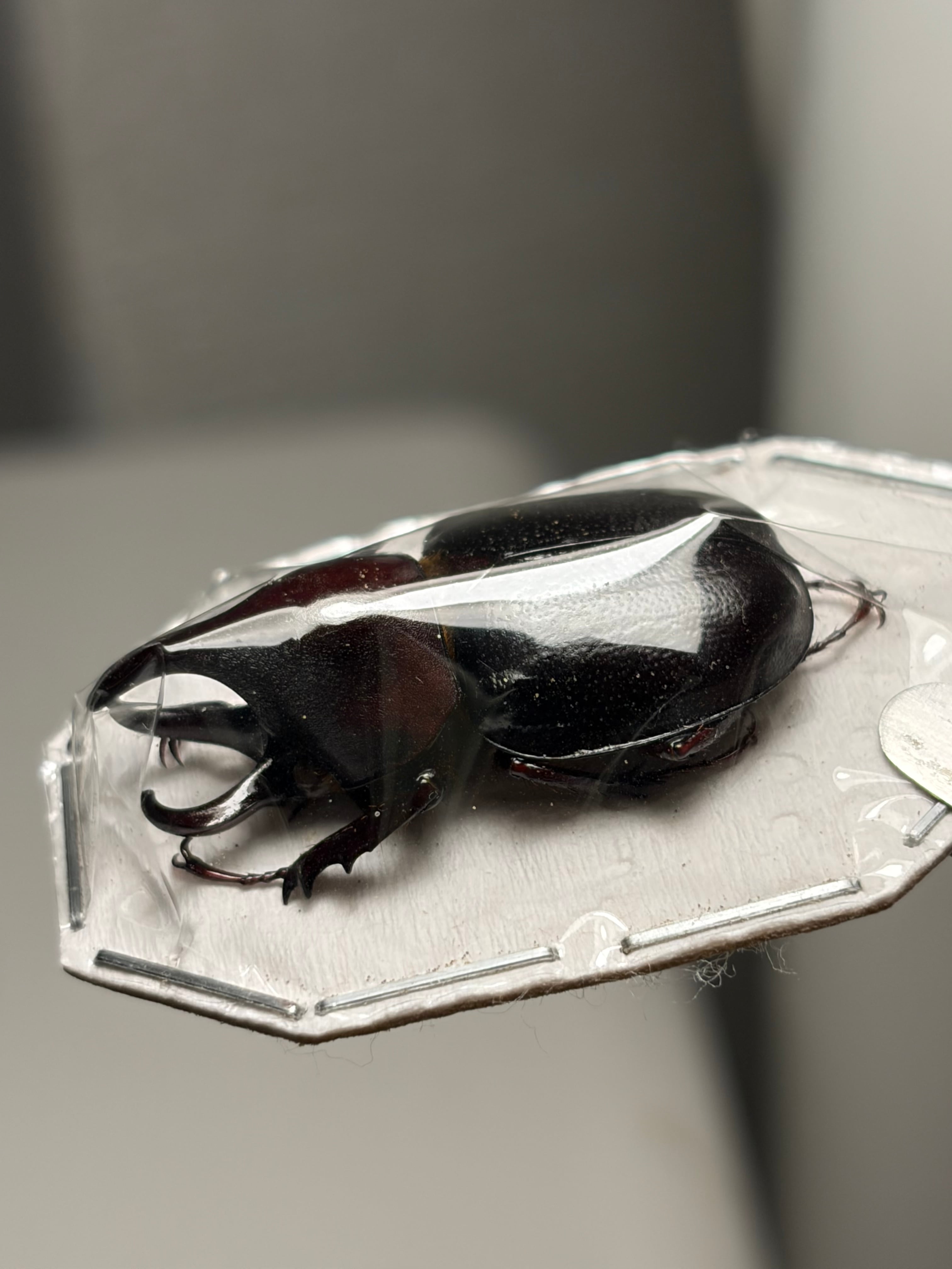 28mm】オオミツノヒナカブト 標本 カブトムシ ハビロミツノヒナカブト