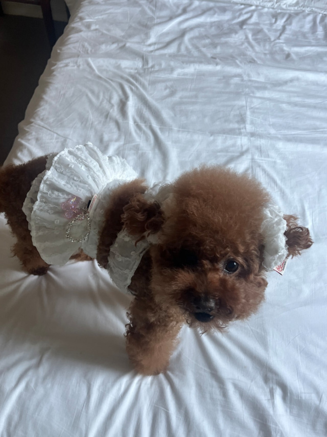 予約【pecoramou select】エンジェルウィングクロップトップ