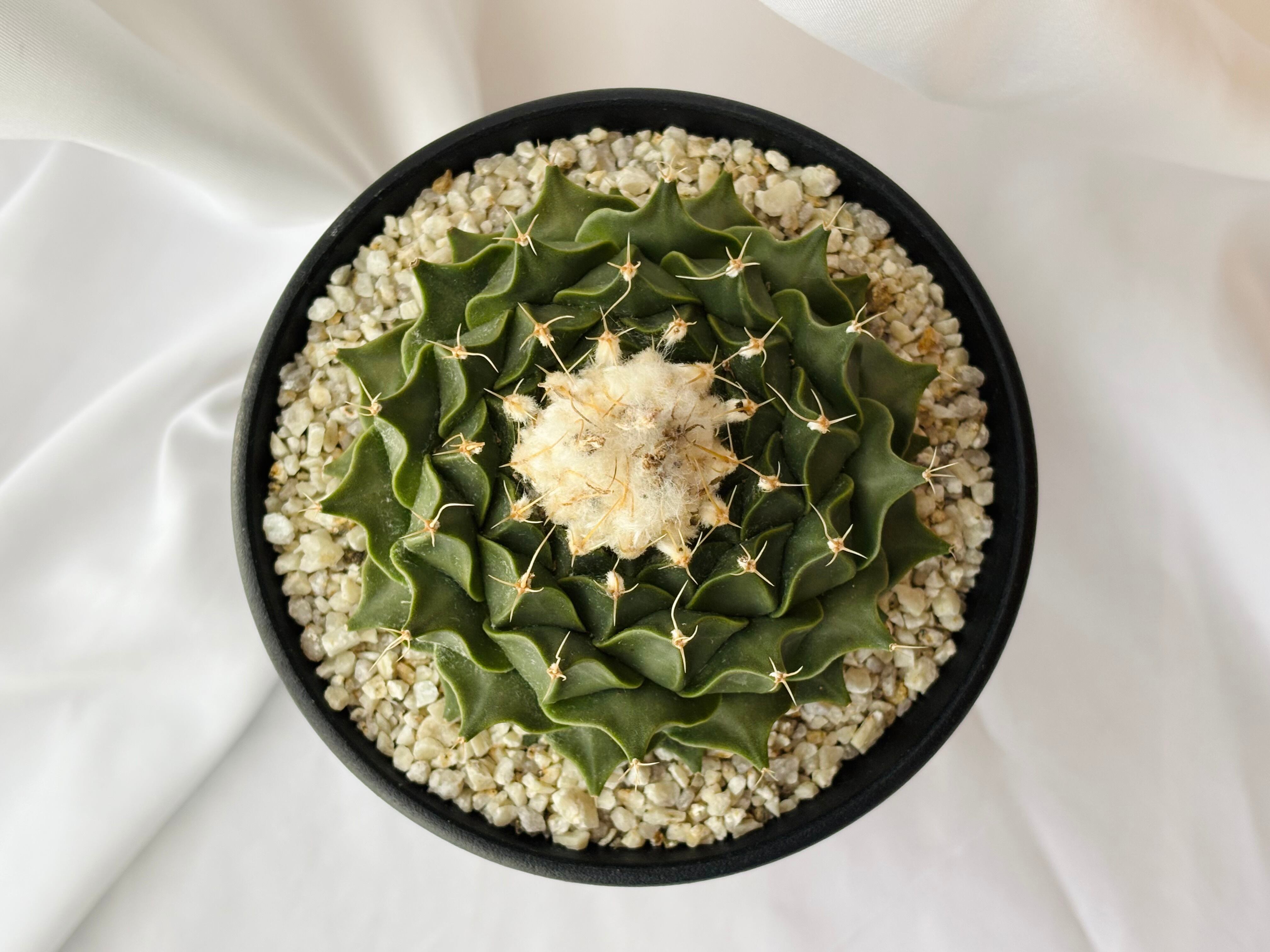 オブレゴニア　大疣帝冠　サボテン　菊水　花籠 オブレゴニア 大疣帝冠 サボテン 菊水 花籠