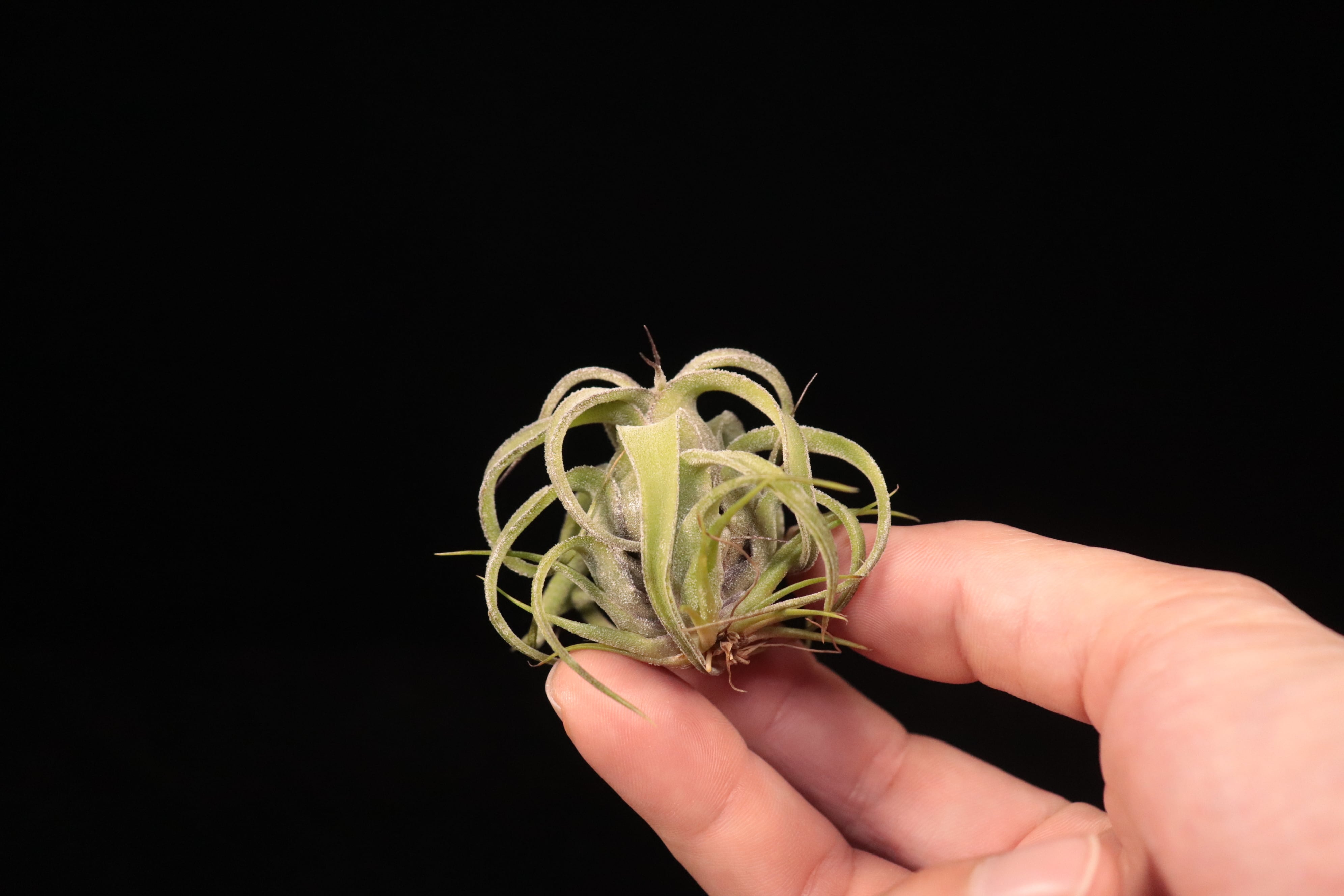 reserved】streptophylla 'Mexico' × streptophylla Red Form 8262