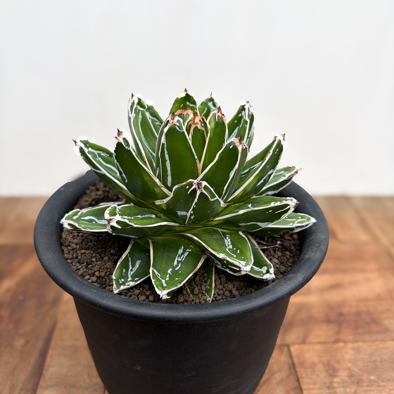 Agave victoriae-reginae 'Kizan'【アガベ・輝山】
