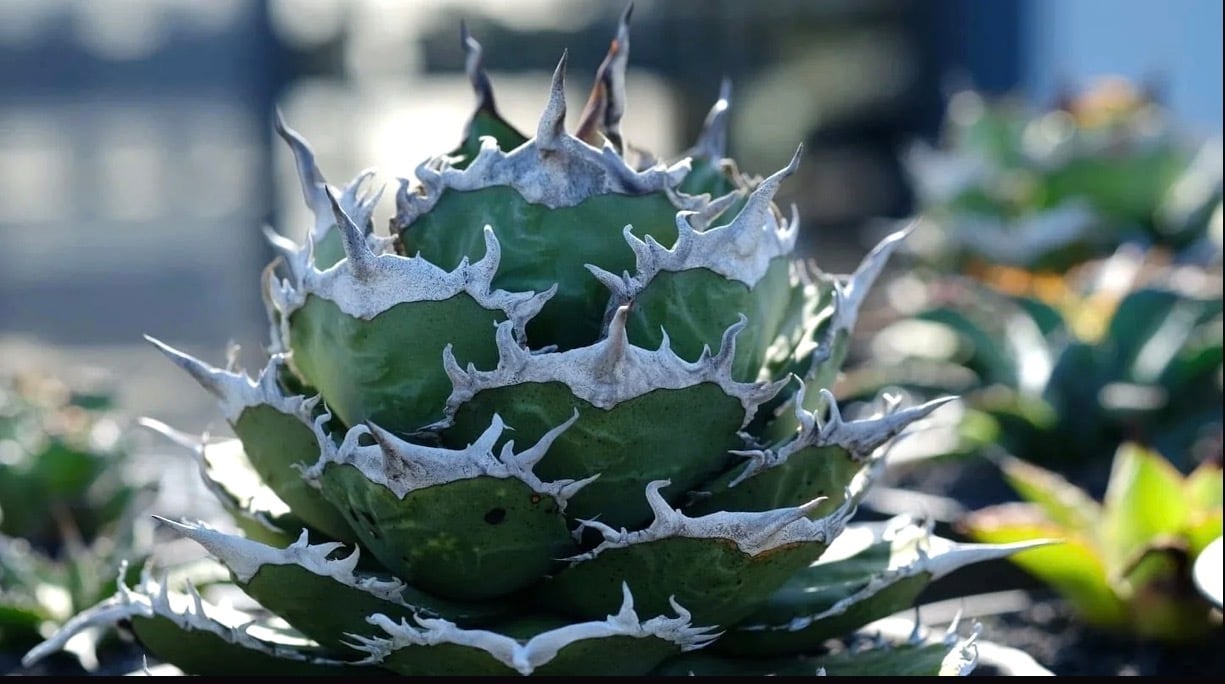 AZ.PLANTS