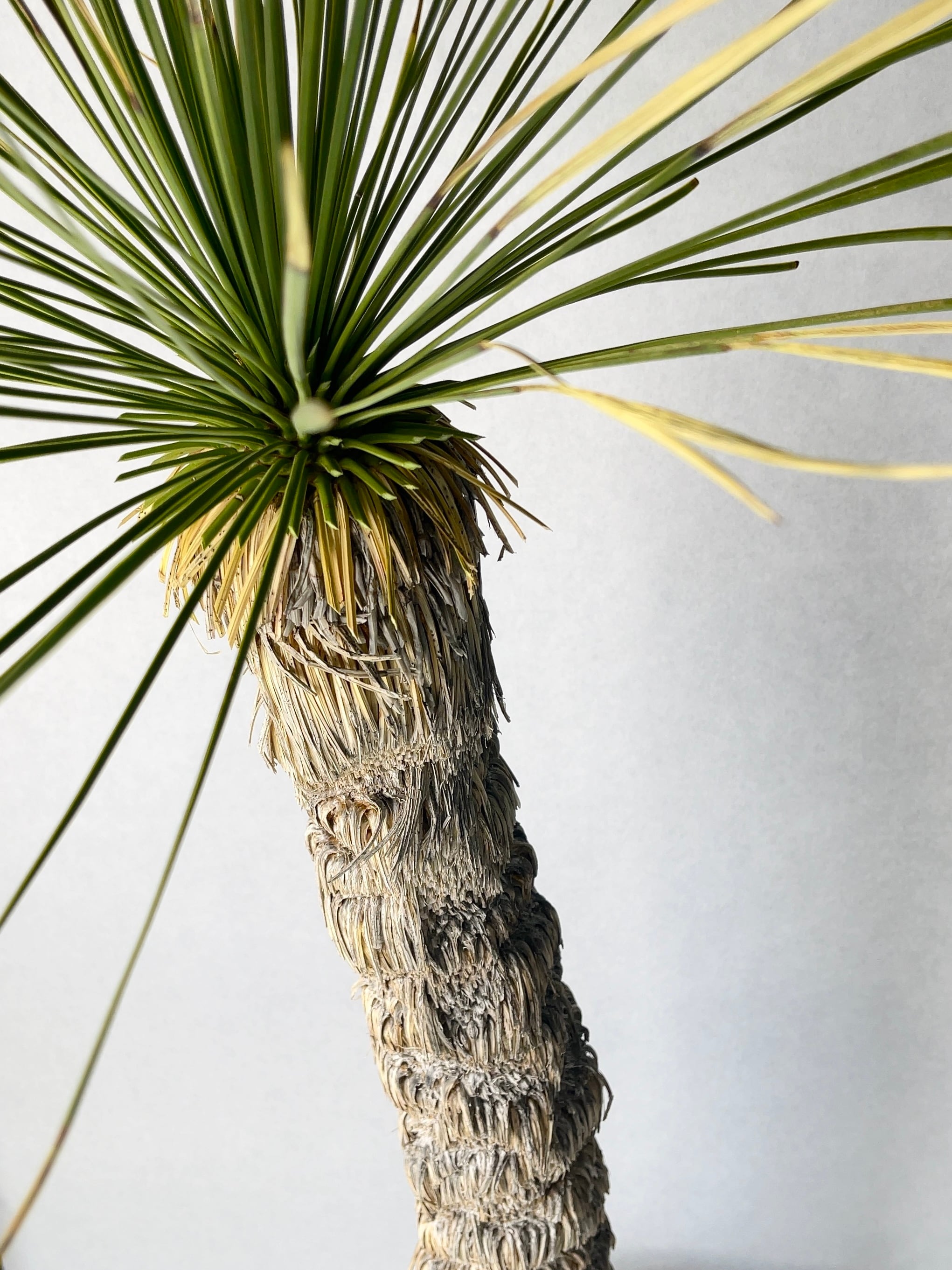 ユッカ リネアリフォリア (え) 曲がり株 ユッカ・リネアリフォリア | trigger