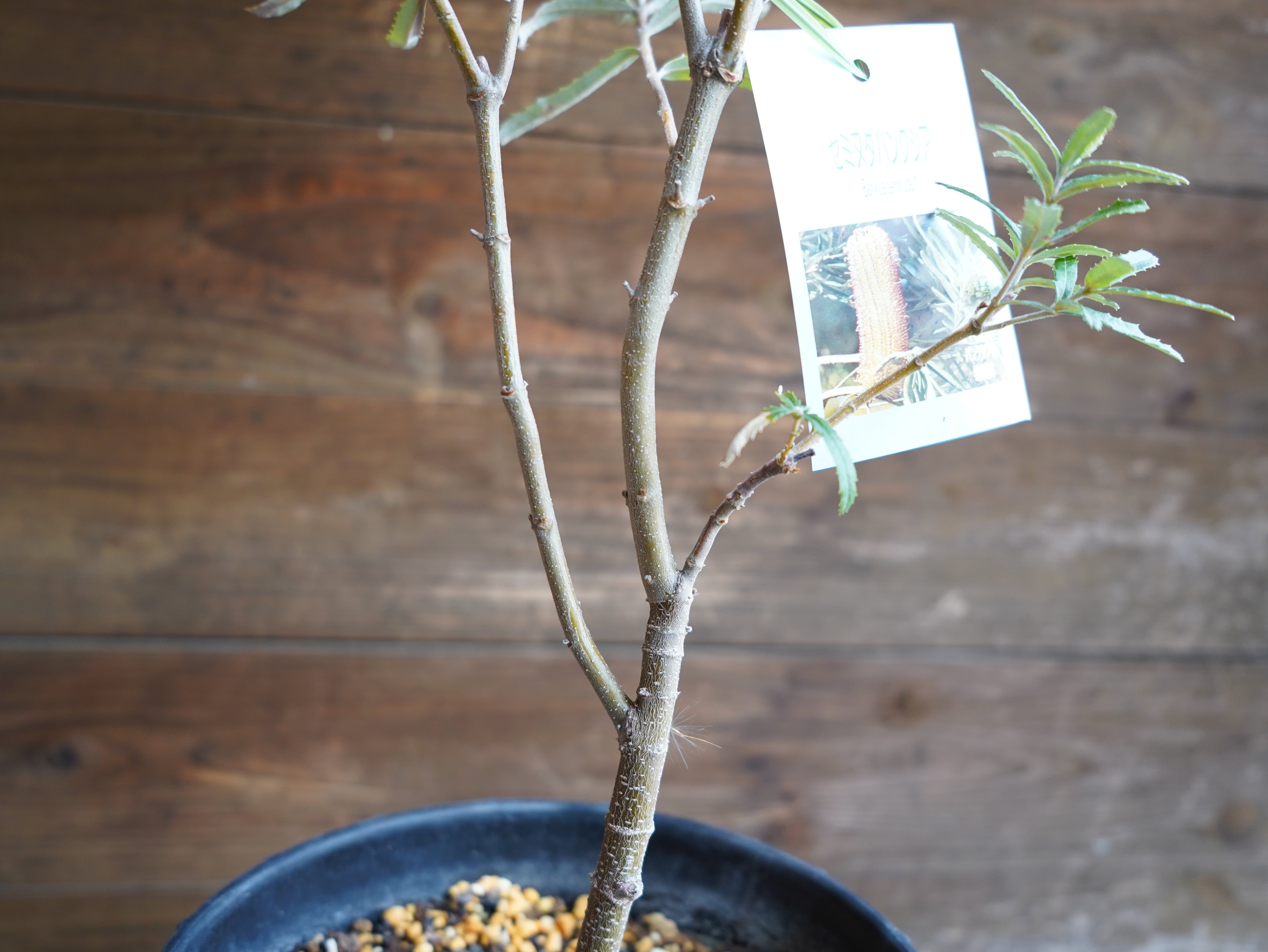 【現物】バンクシア　”セミヌダ”　B