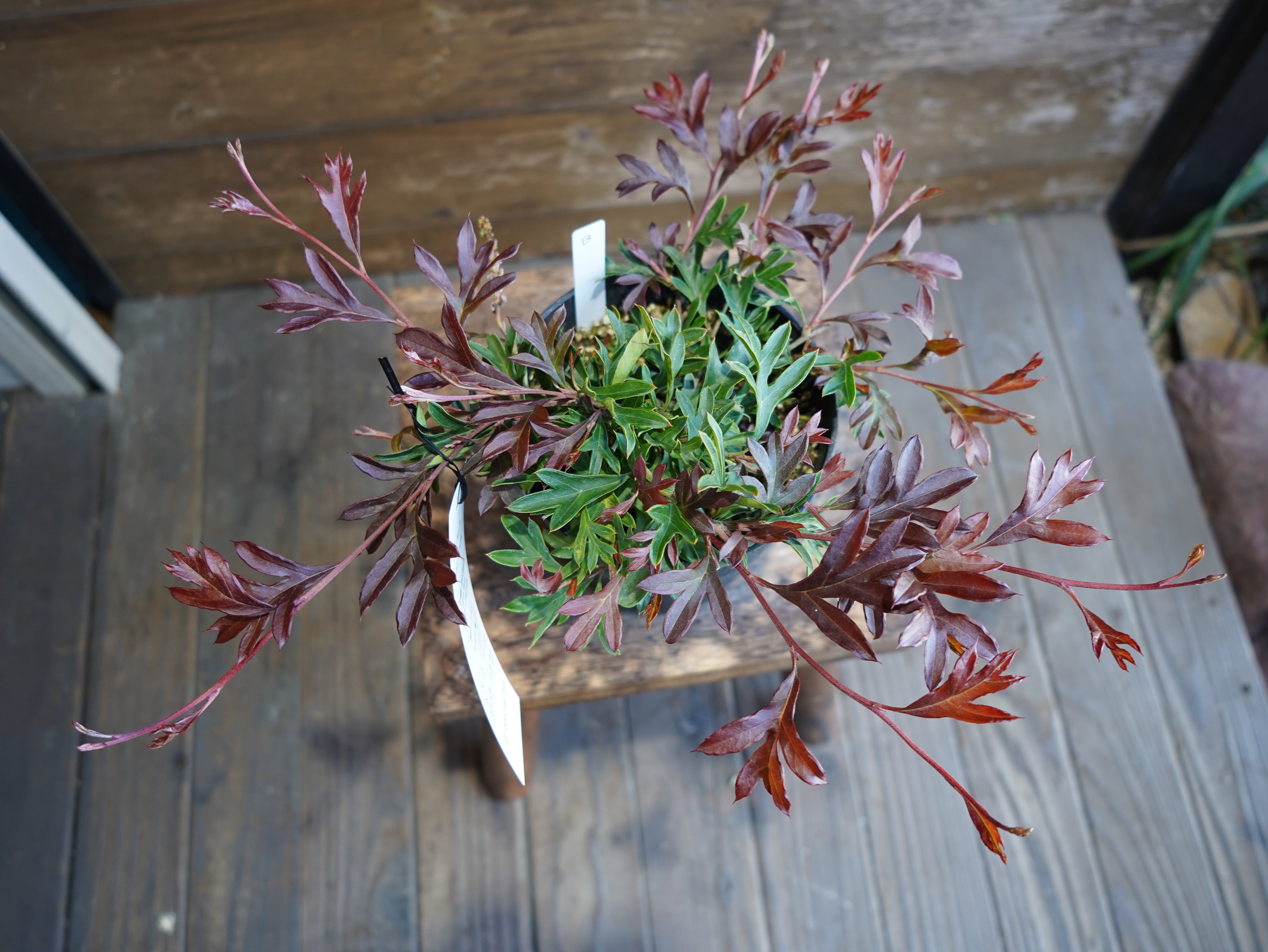 【現物】グレビレア　"ガウディチャウディ"　B