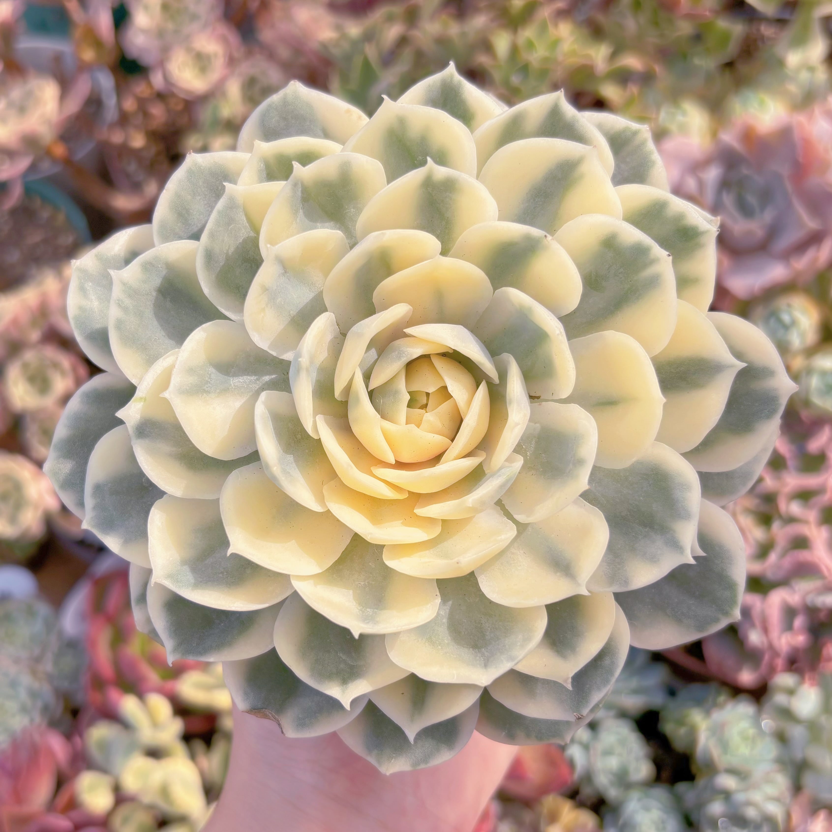 多肉植物　オンスロー錦(大)　新入荷　るる農園