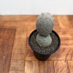 Tephrocactus geometricus【テフロカクタス・ゲオメトリクス】