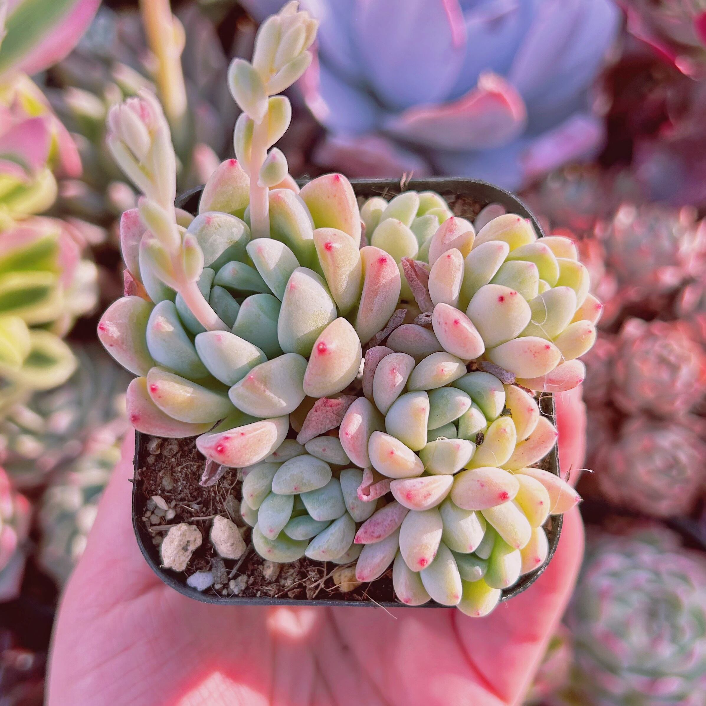 #779現物　多肉植物　玉環