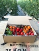 【定期便】【毎月１回×6回お届け】約1.4kg  カラフルミニトマト詰め合わせ