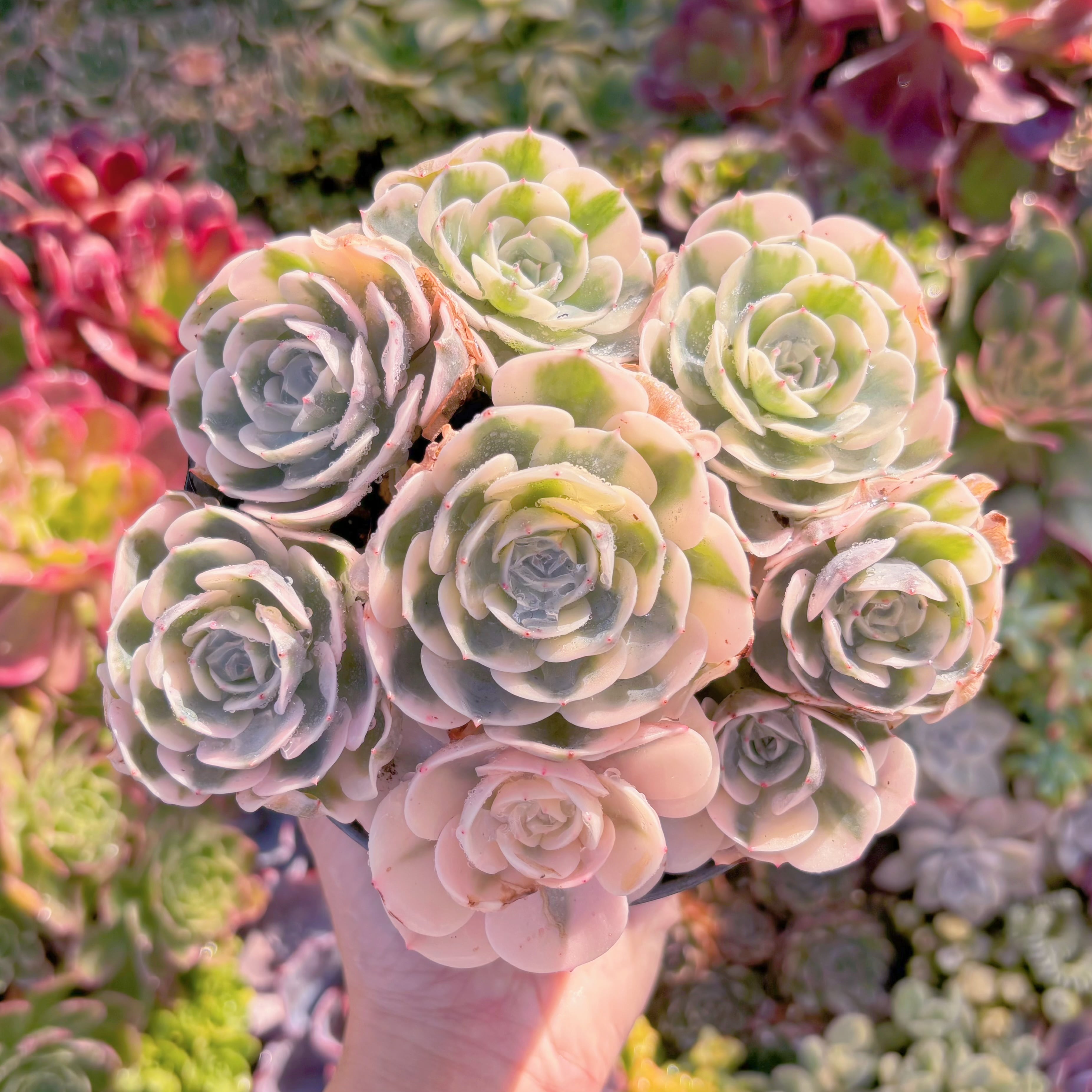 現品　ルノーディーン錦 #M070　大群生　超美苗　新入荷　るる農園