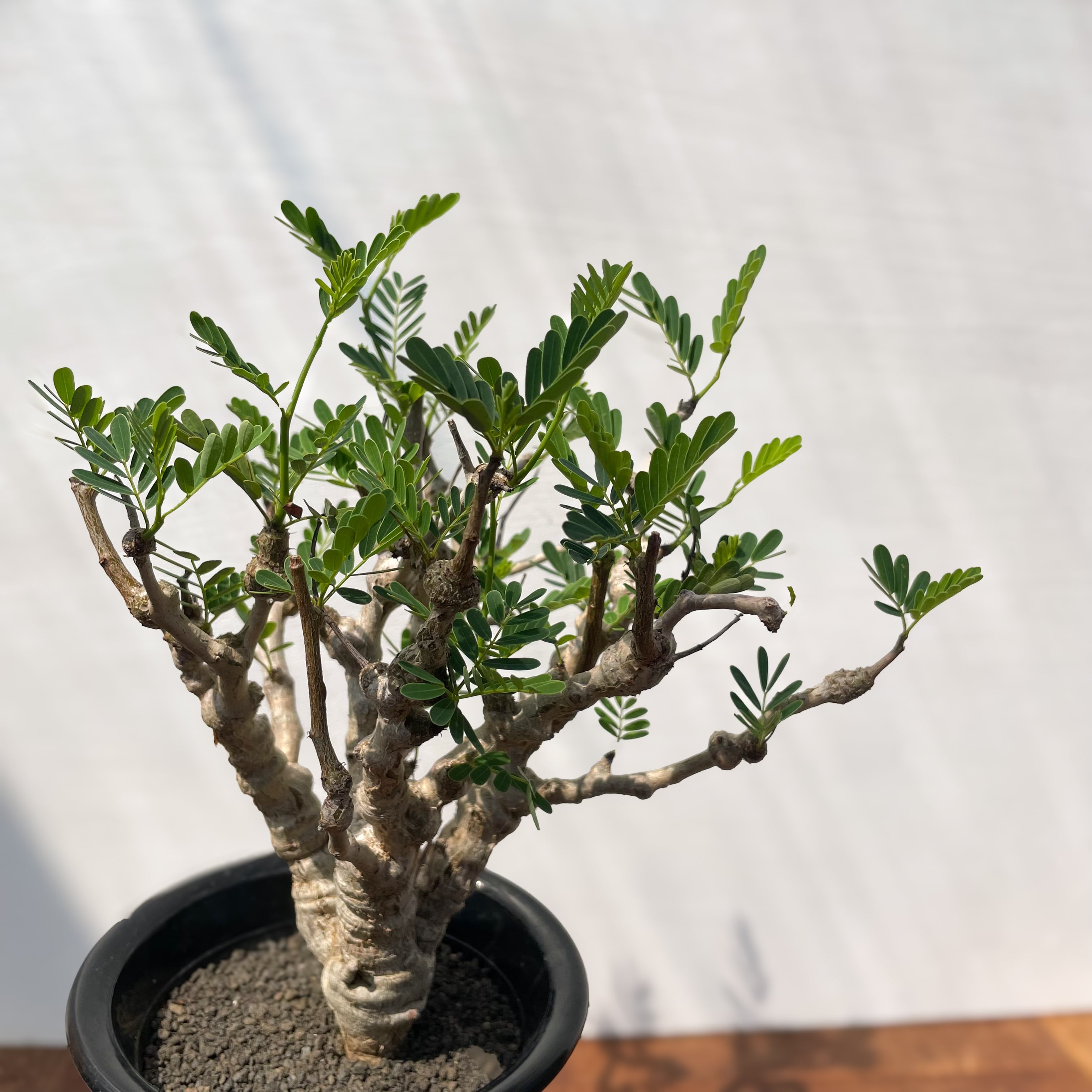 Senna meridionalis【センナ・メリディオナリス】 | RIMO'S GREEN