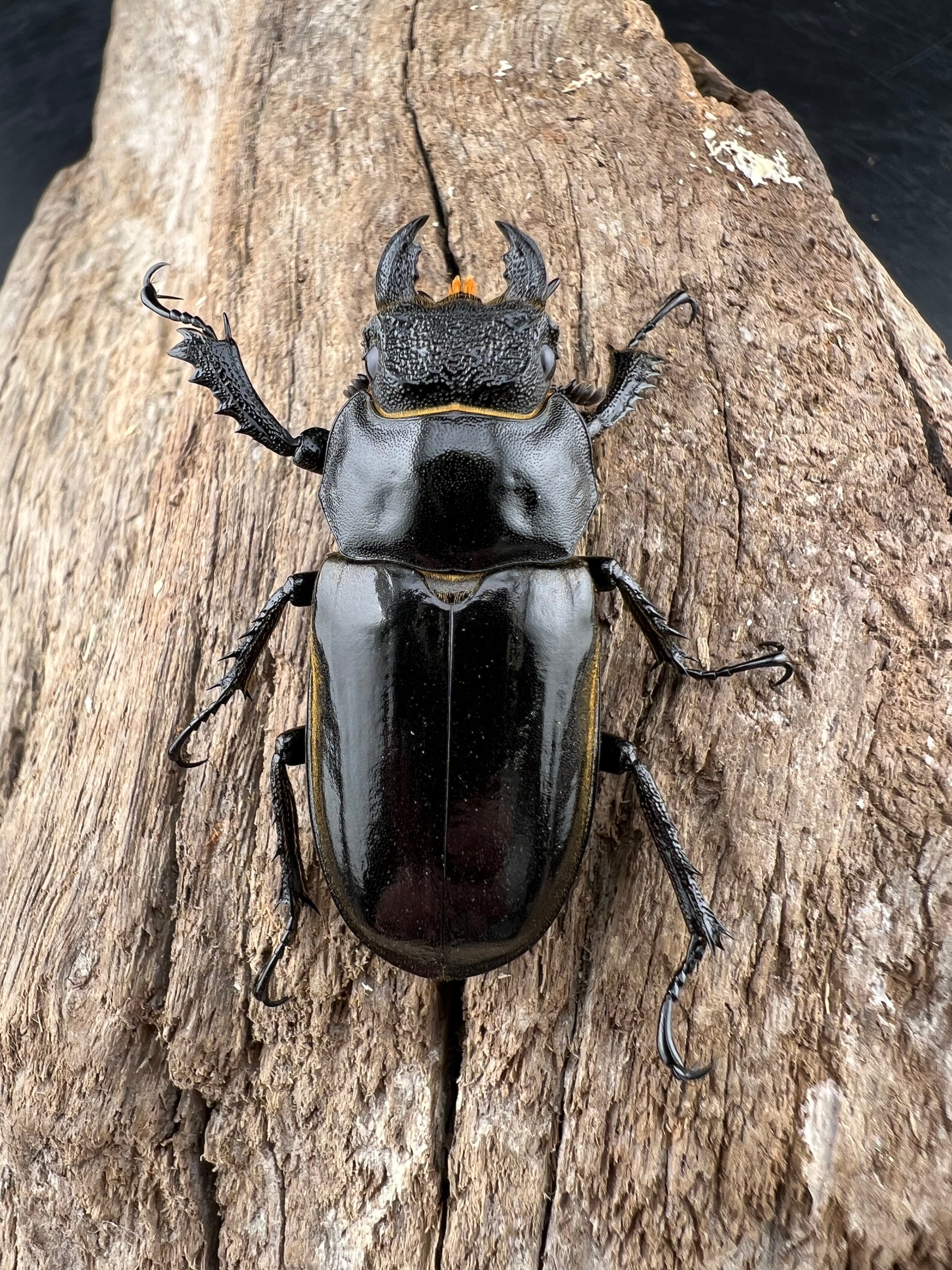 大型ミヤマクワガタ　ペア標本 大型ミヤマクワガタ ペア標本 チェンミヤマクワガタ 60mm ペア