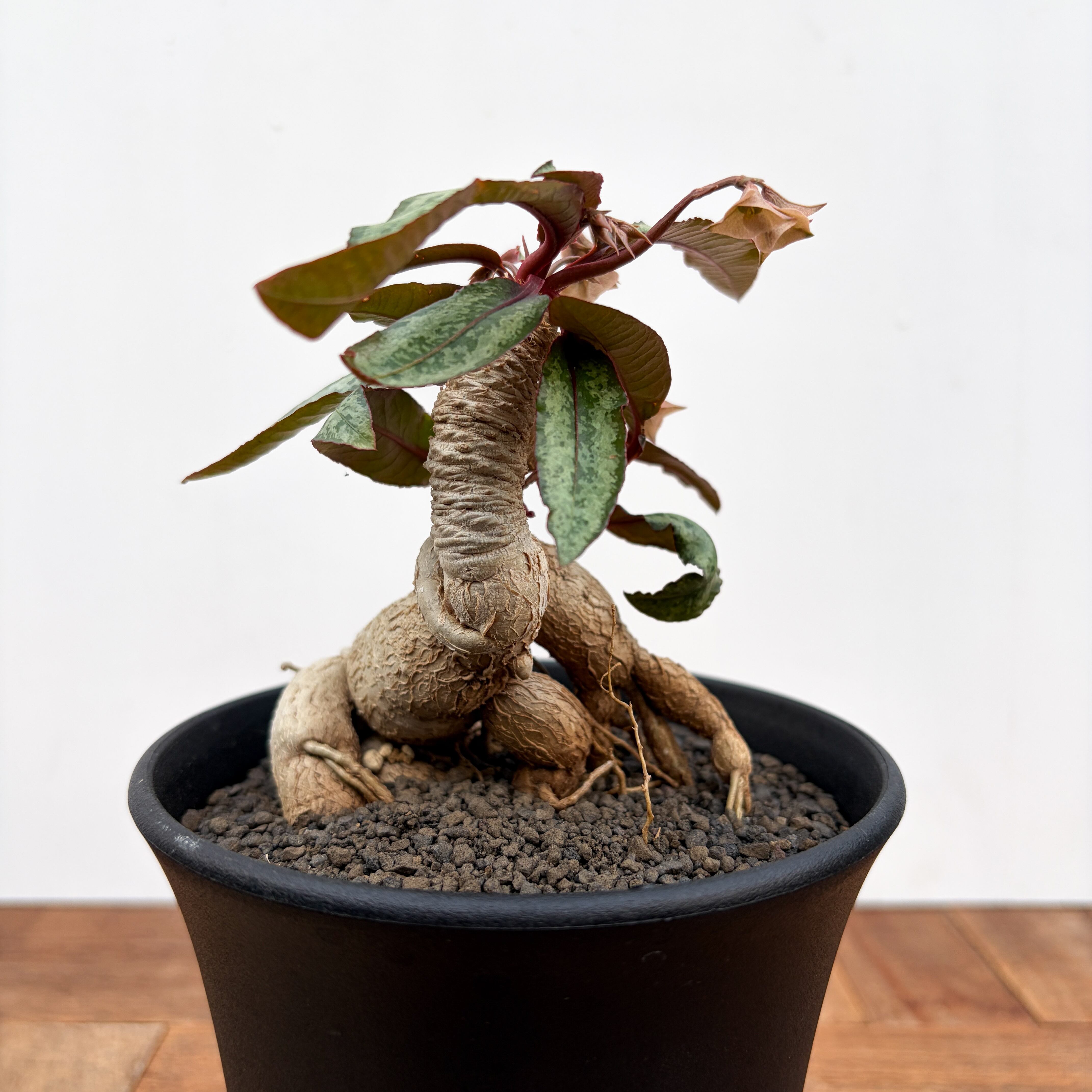 Euphorbia cremersii【ユーフォルビア・クレメルシー】 | RIMO'S GREEN