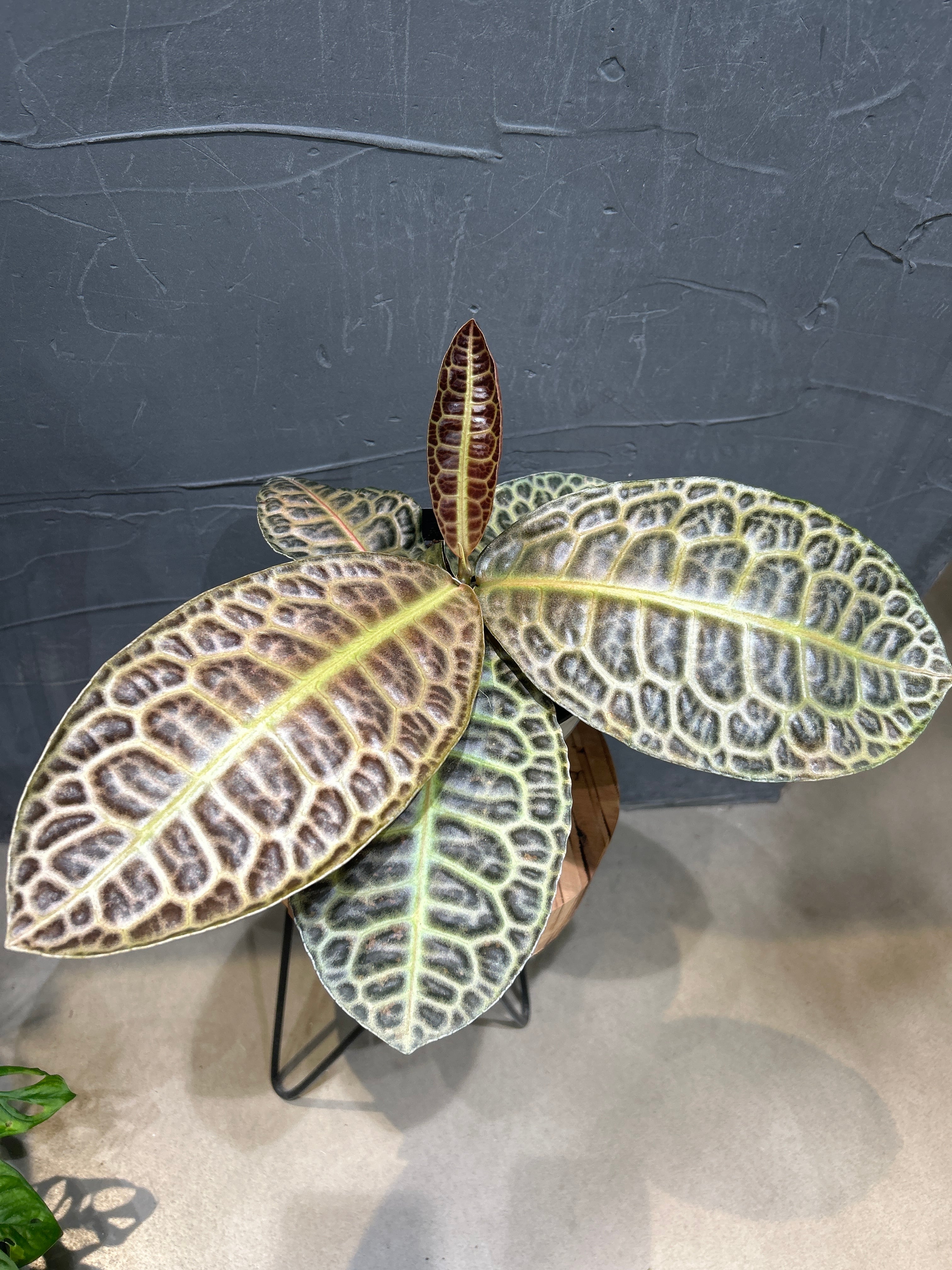 ラビシア オブツシフォリア タートルバック | MIDORIYA 観葉植物専門店