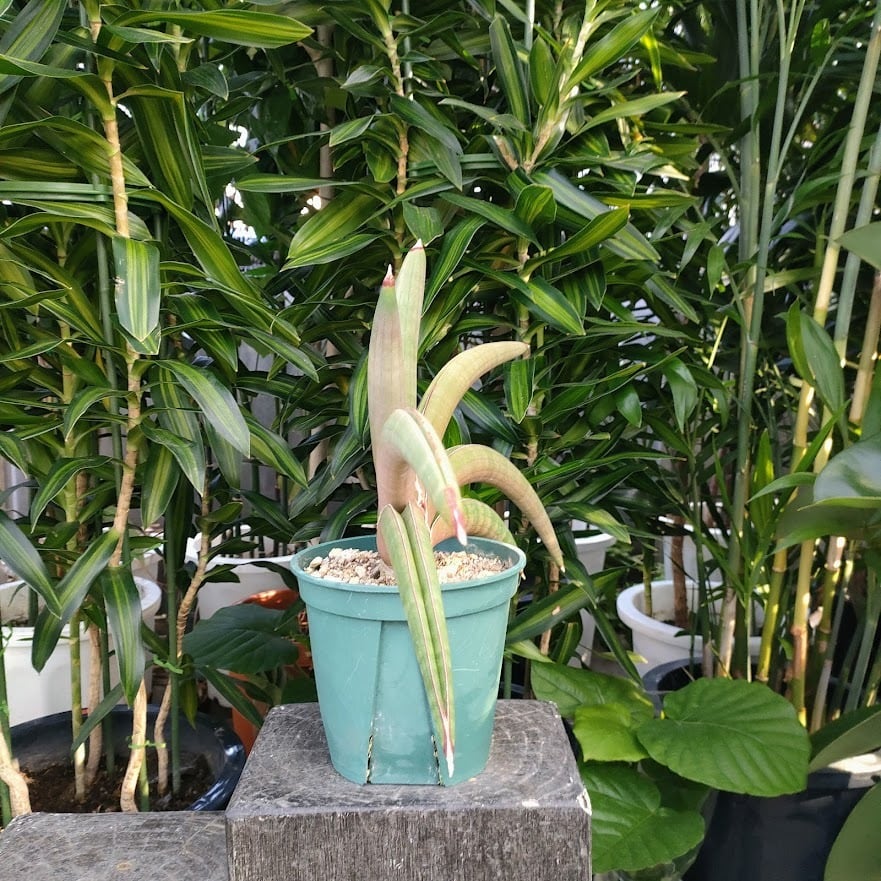 サンスベリア sansevieria pfisterii