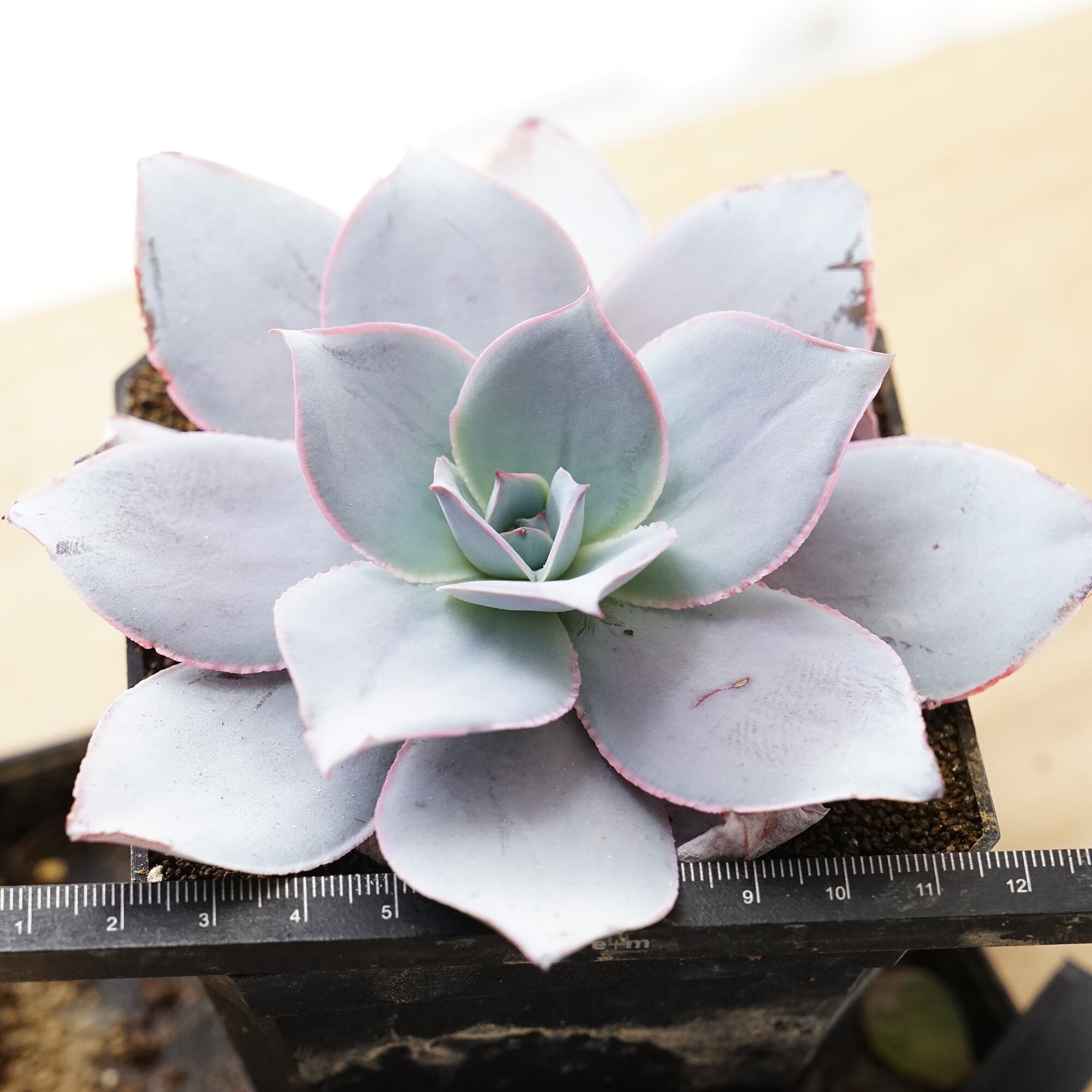 抜き苗 カンテ LED管理大株 Echeveria cante | PUKUBOOK SUCCULENTS