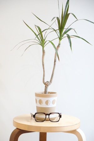 【S】コンシンネ マジェンダ/Dracaena marginata magenta