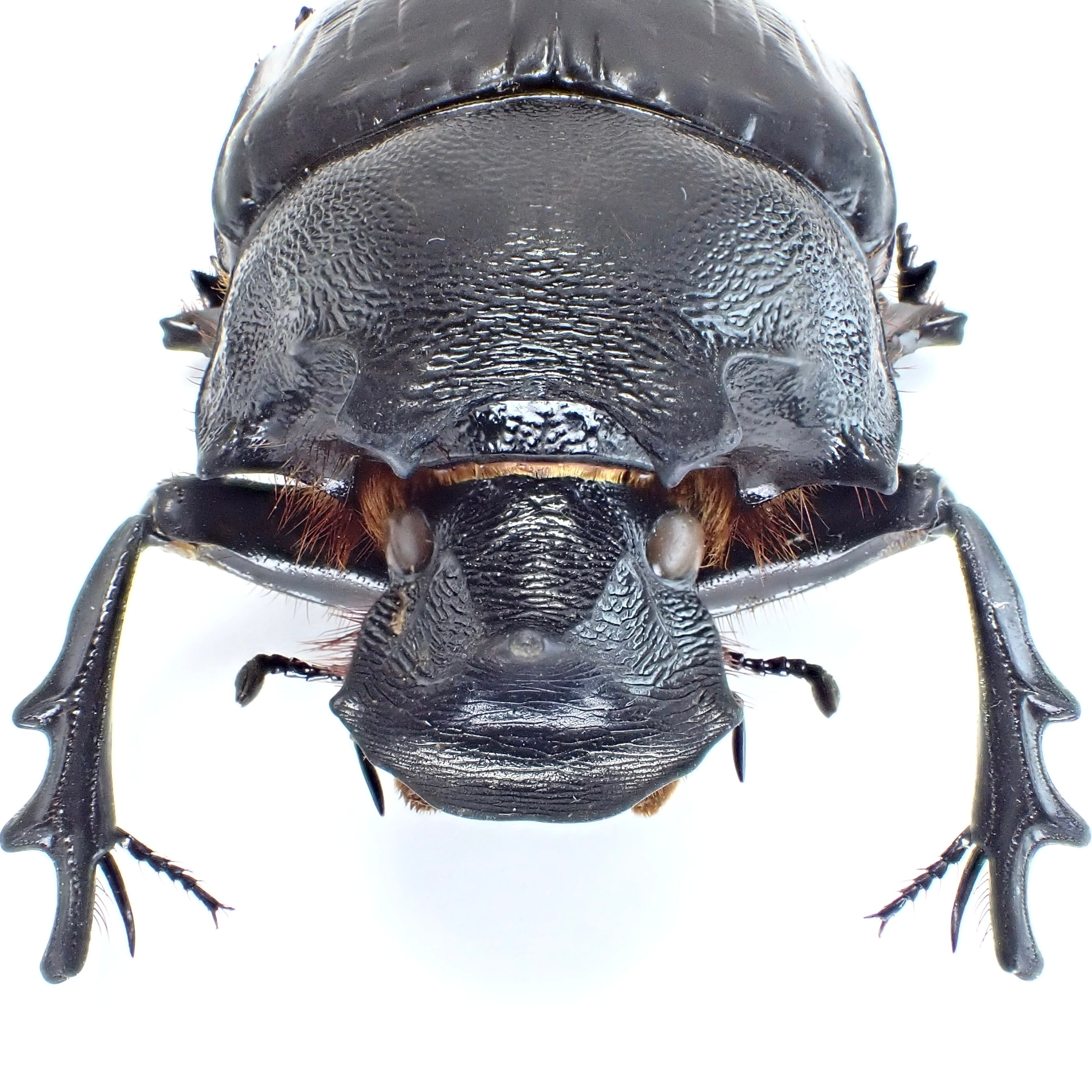 標本 Tanzania Helicopris pirmal 51mm タンザニア産 Heliocopris pirmal ♂ 51mm XL | 昆虫標本