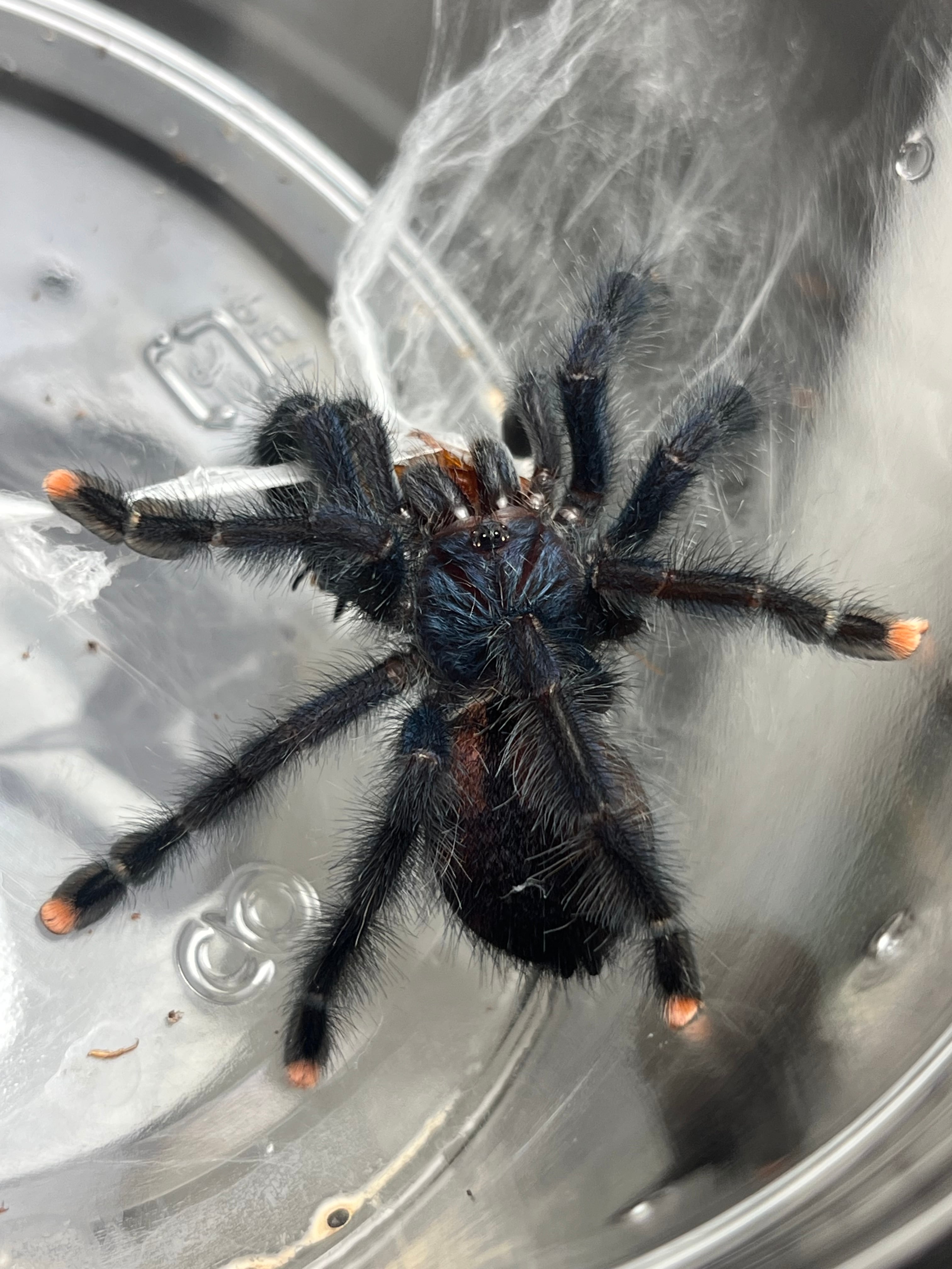 Avicularia | オモニキチュウ