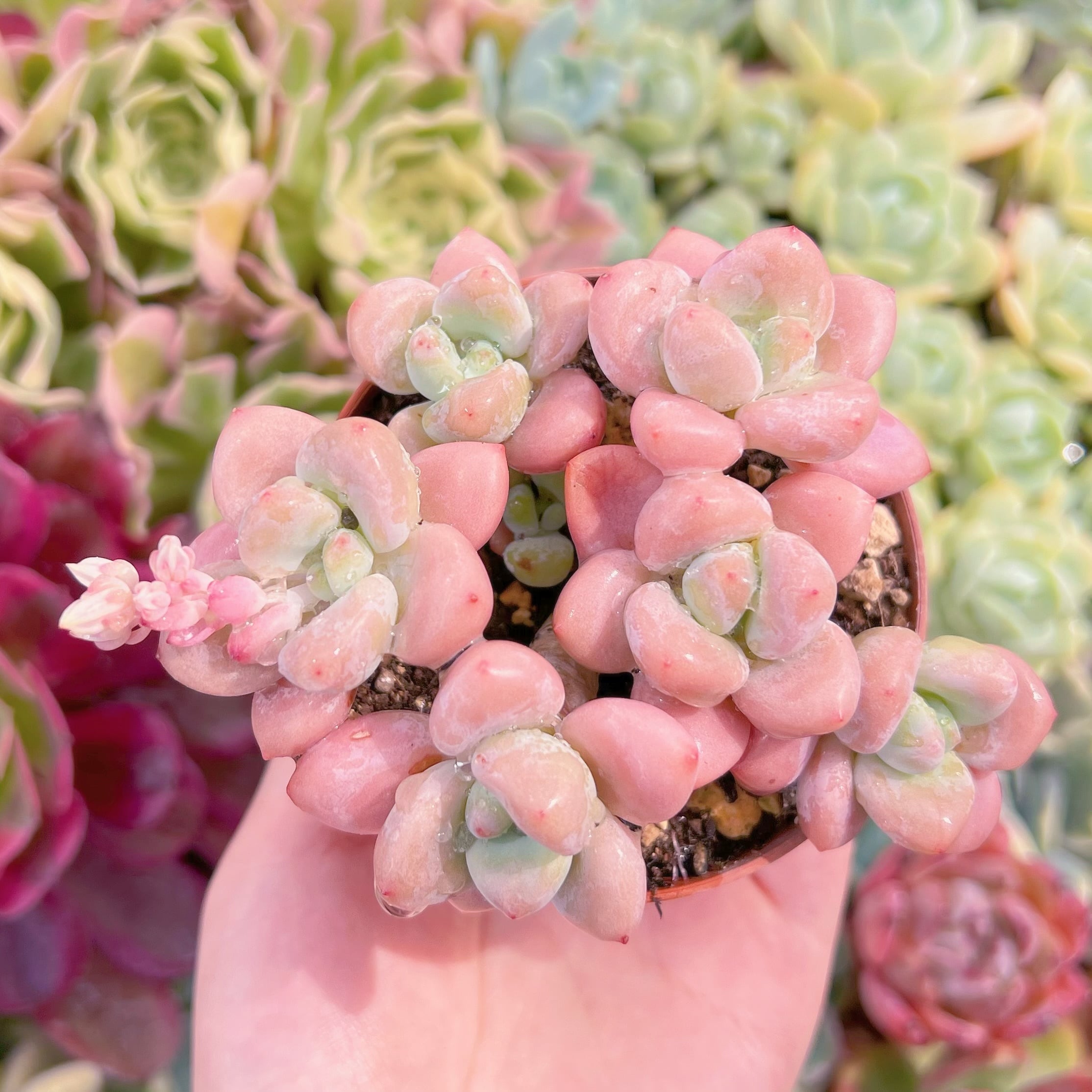 現品　マカロン#A05　るる農園