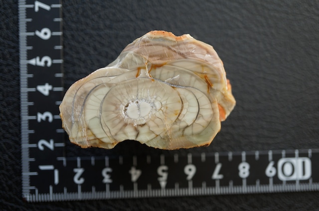 ロイヤルインペリアルジャスパー Royal Imperial Jasper 1965