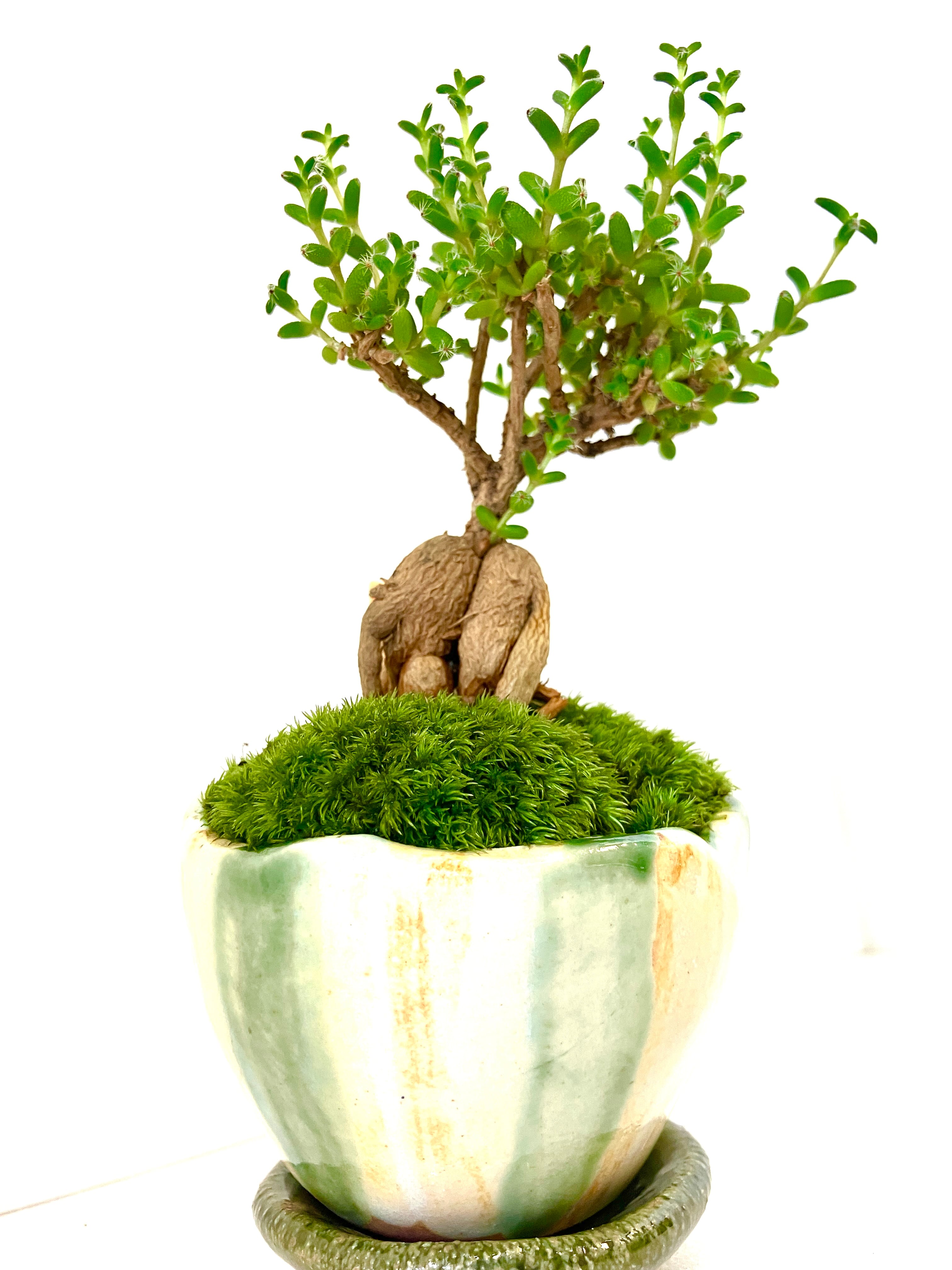 自然社 -苔玉＆苔盆栽のある暮らし-