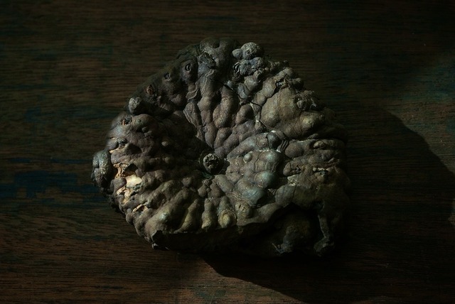 ロシア産黄鉄鉱化アンモナイト Speetoniceras versicolor 1615