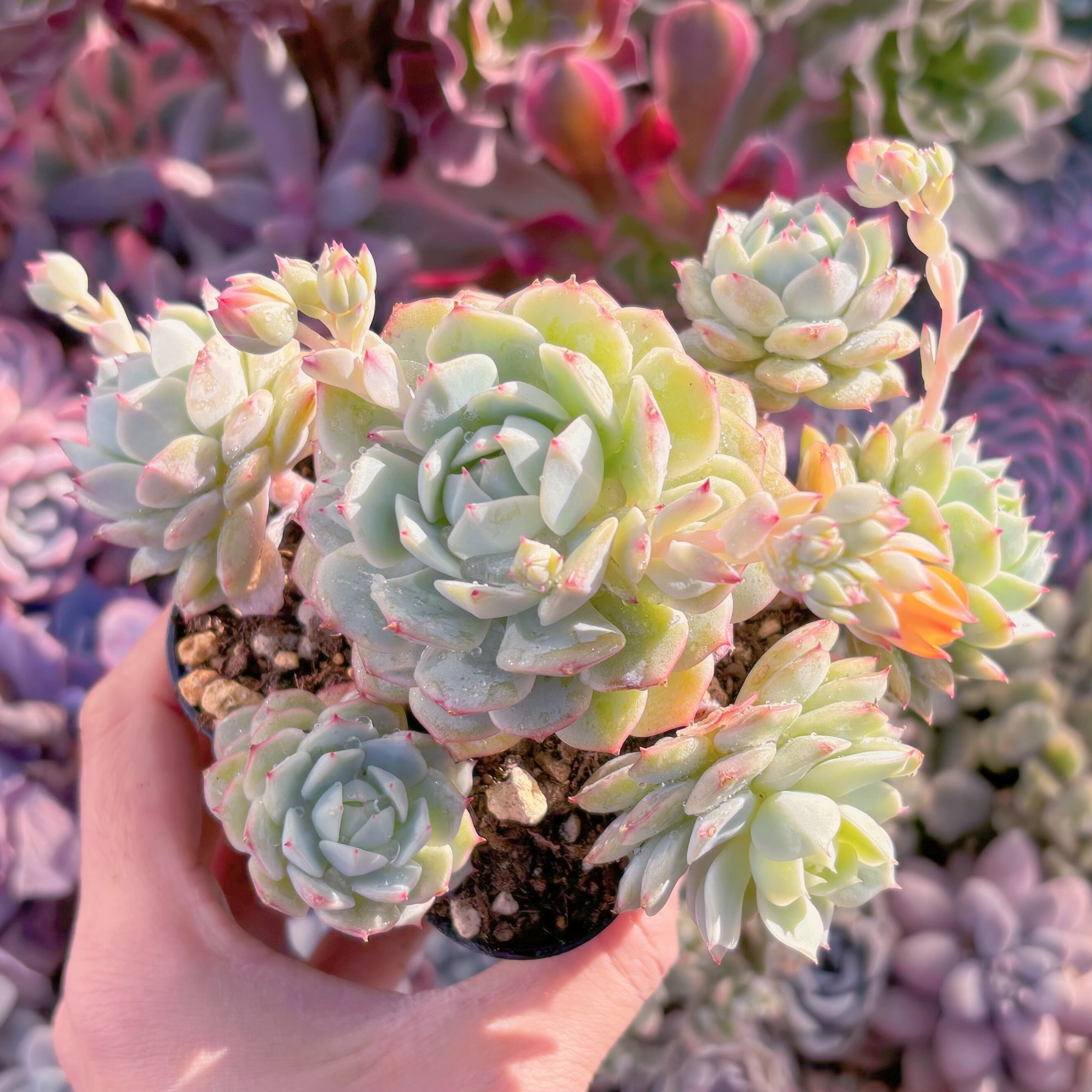 現品　静夜#700　群生　るる農園