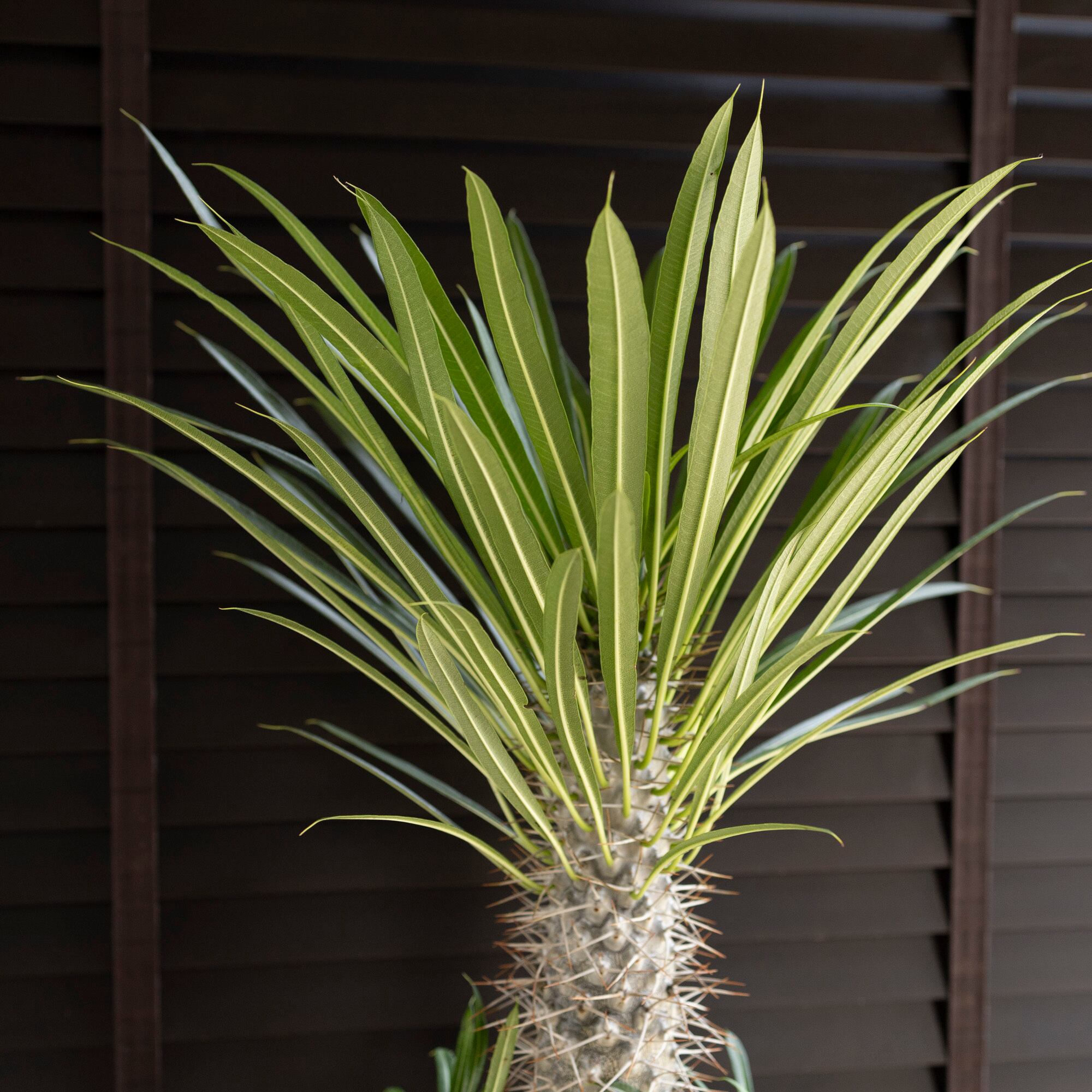 パキポディウム ラメリー 7号 陶器鉢 コーデックス 塊根植物