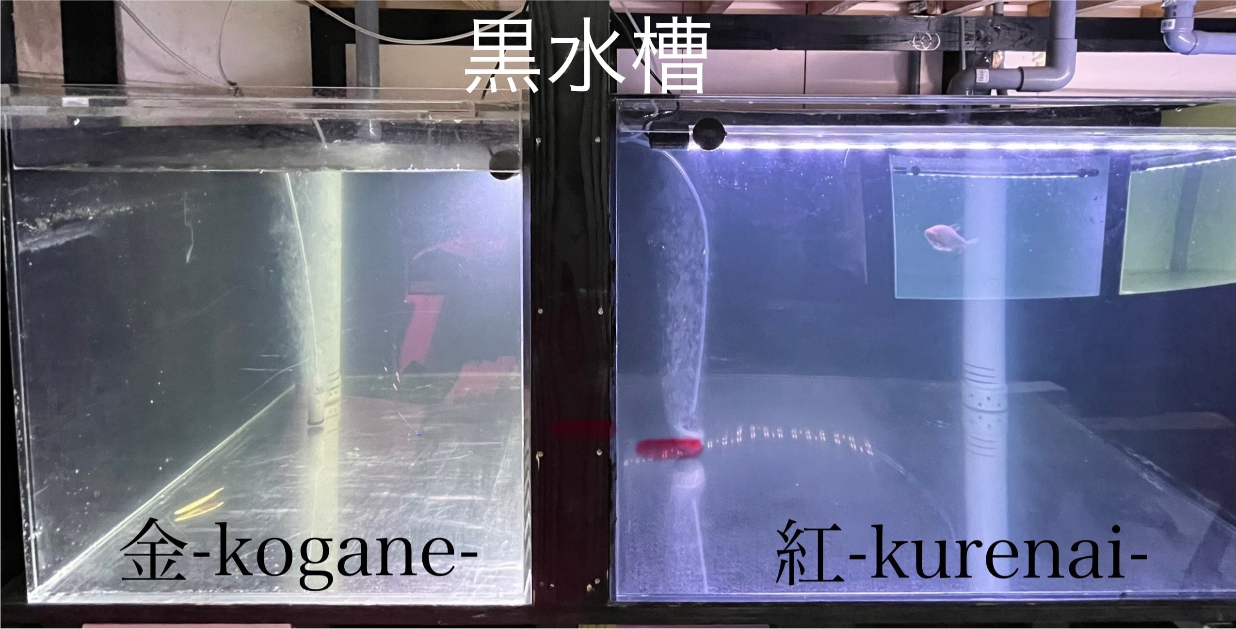 82センチ】ブンキャオ 水中ライト ver.紅-kurenai- アジアアロワナ 紅