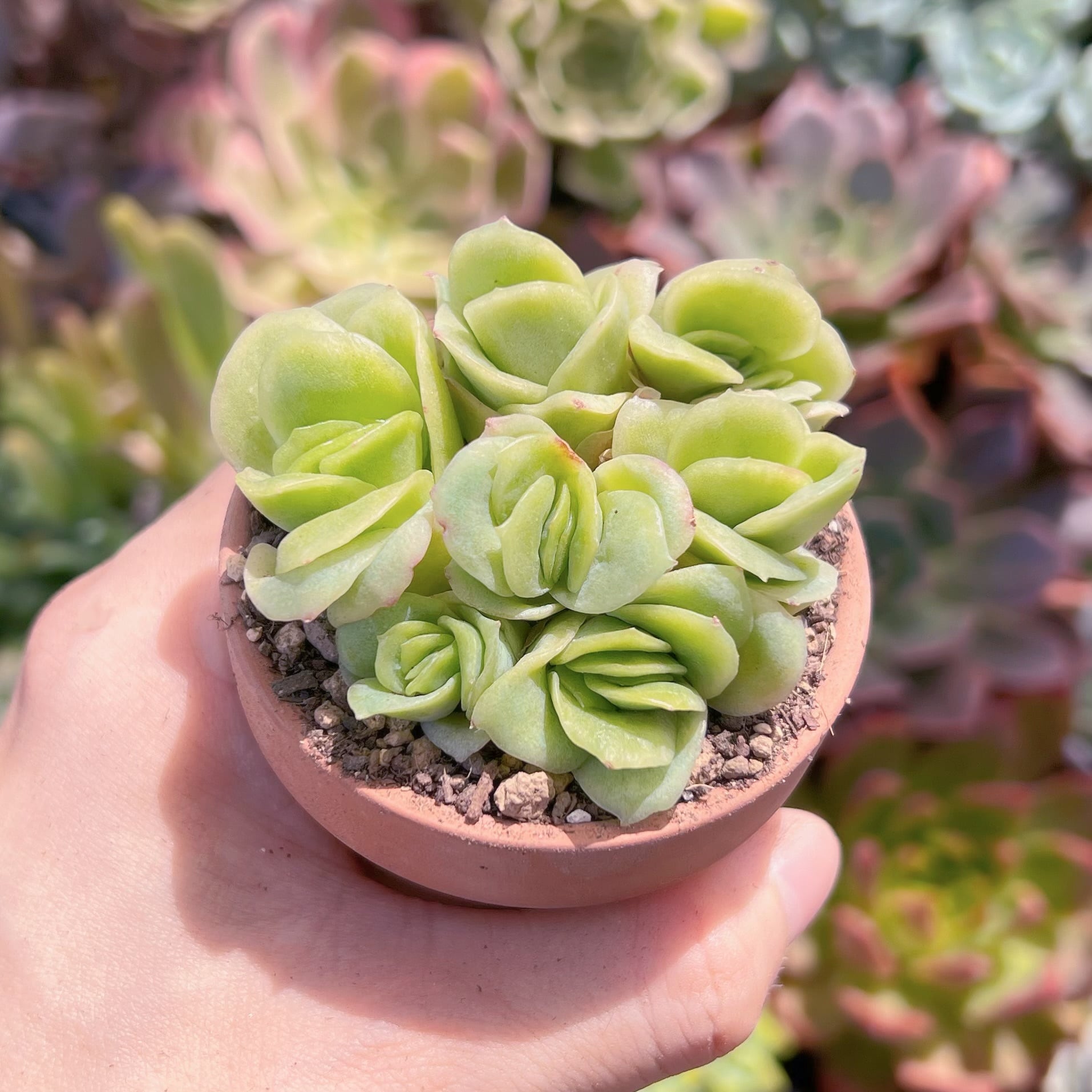 多肉植物　アイスラブリーローズ錦　4～6苗　新入荷　るる農園