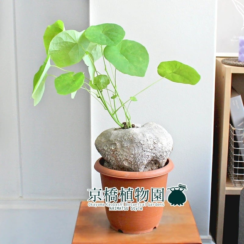 ステファニア ヴェノサ | mana's farm:塊根植物・アガベ・ドライ