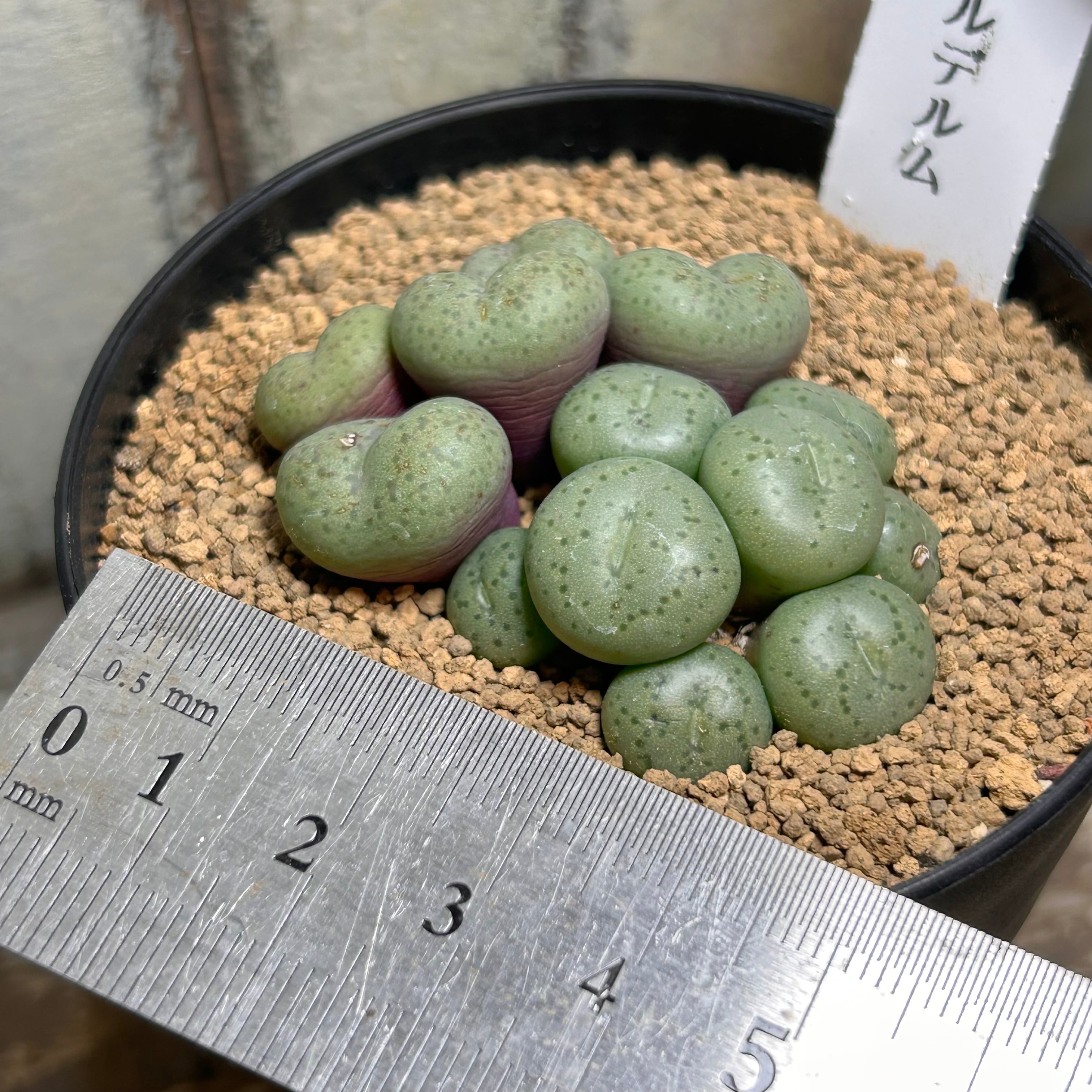 3)コノフィツム オブコルデルム | RuPo 多肉植物専門店