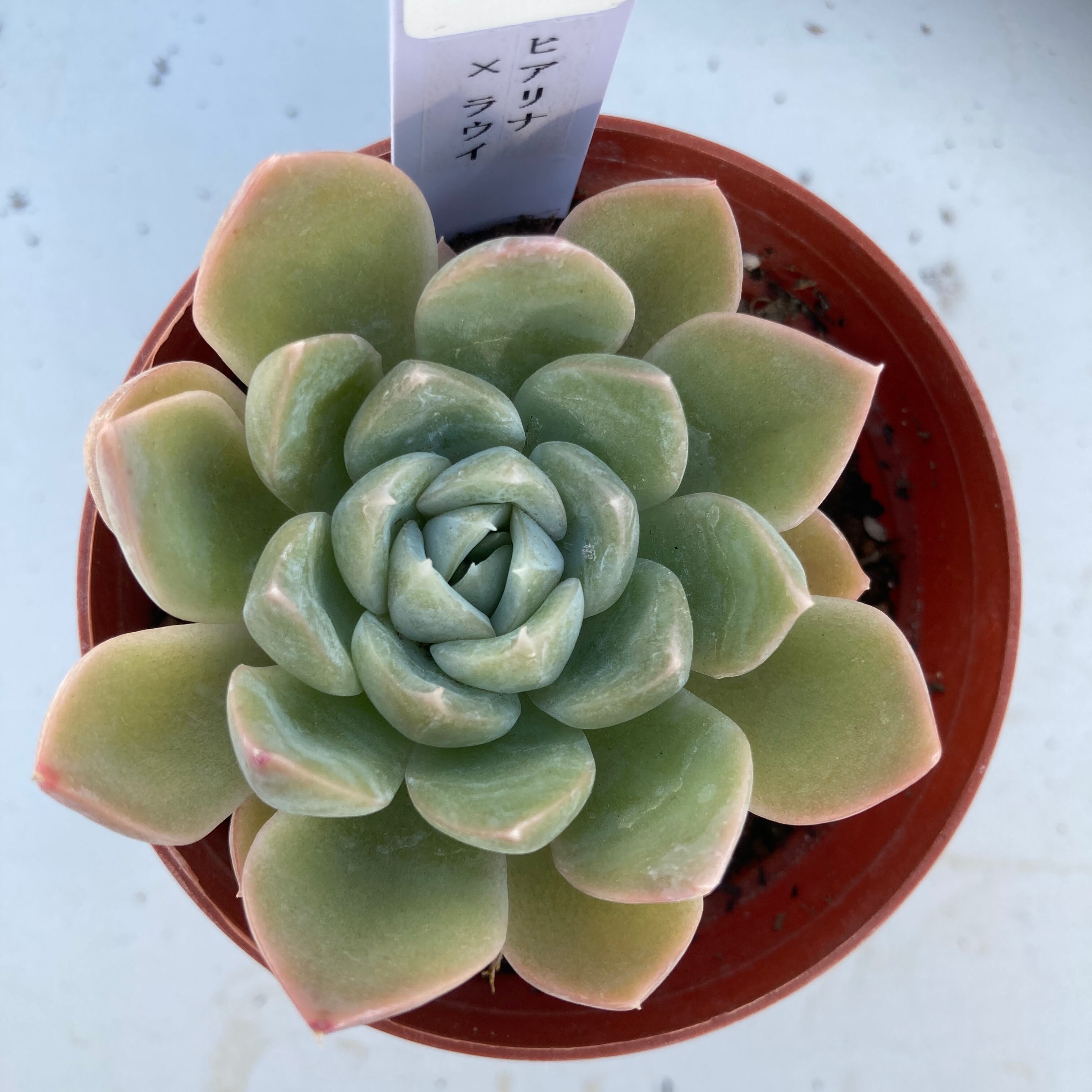 現物商品】ヒアリナ×ラウイ | 多肉植物研究所