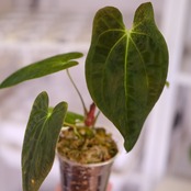 Anthurium Papillilaminum Guna Yala x Forgetii Dark⑤│観葉植物