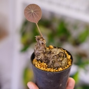 Stephania kaweesakii / ステファニア カウィーサキー㉜/ 観葉植物