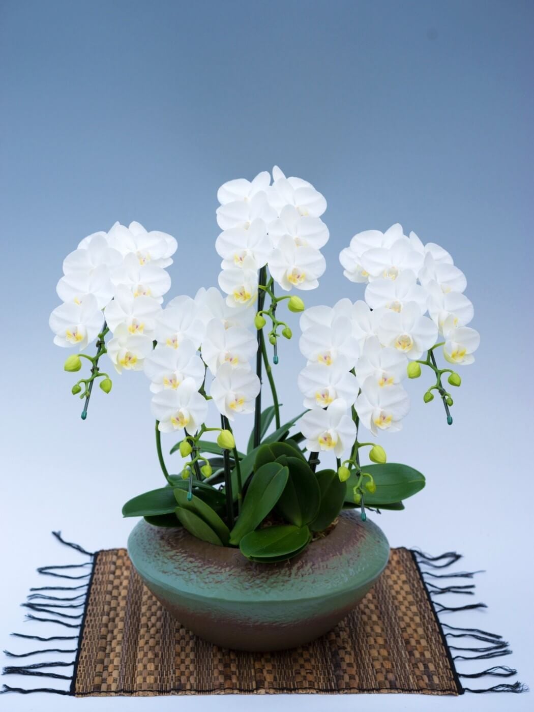 マ*ん様 【特選】　胡蝶蘭　7寸陶器鉢　ゴールデンドリーム　ファレノプシス ミディ胡蝶蘭観葉寄せ 4.5号鉢1本立ち | 999-400535 | 【公式】