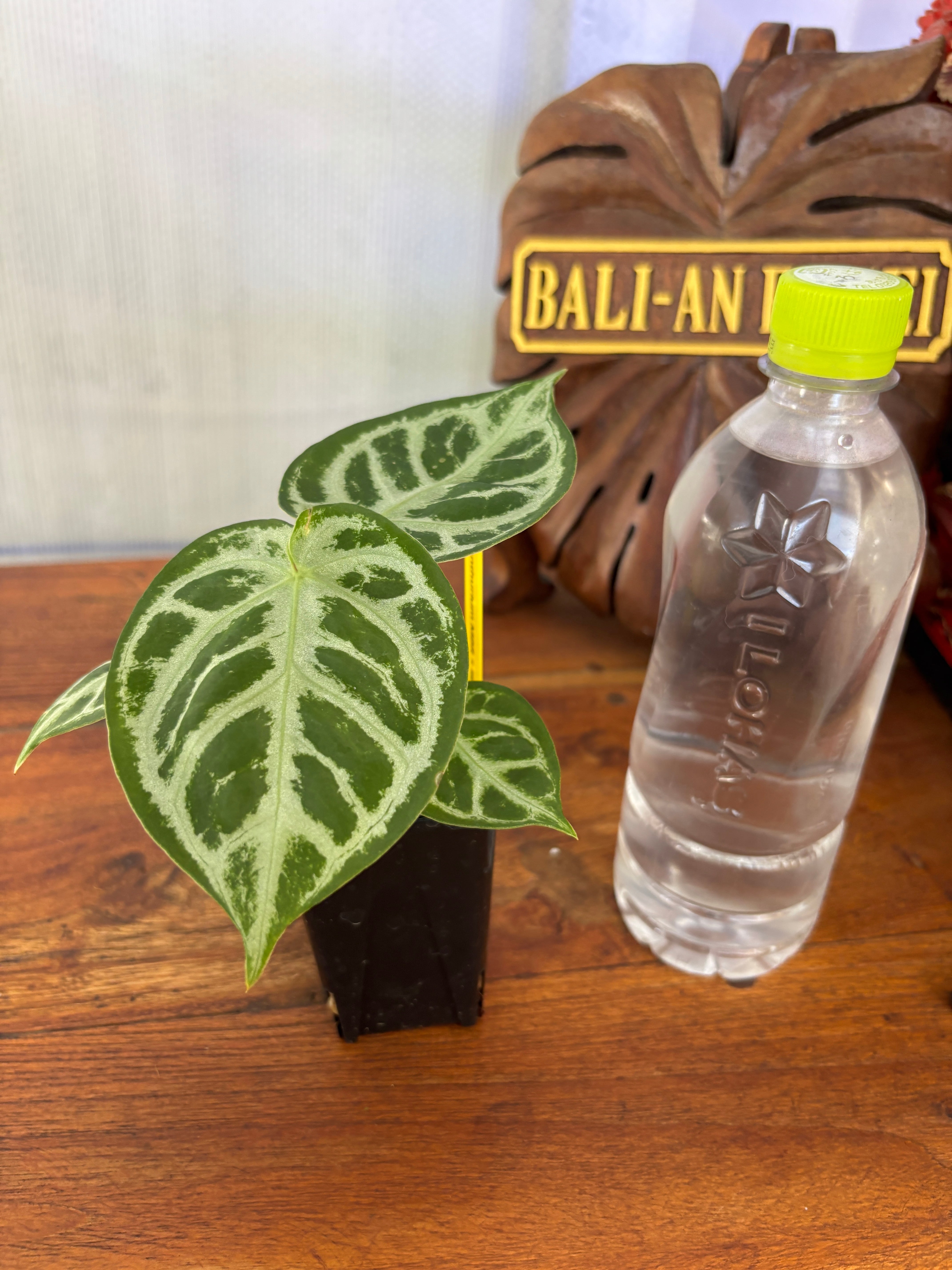 Anthurium | BALI-AN 園芸
