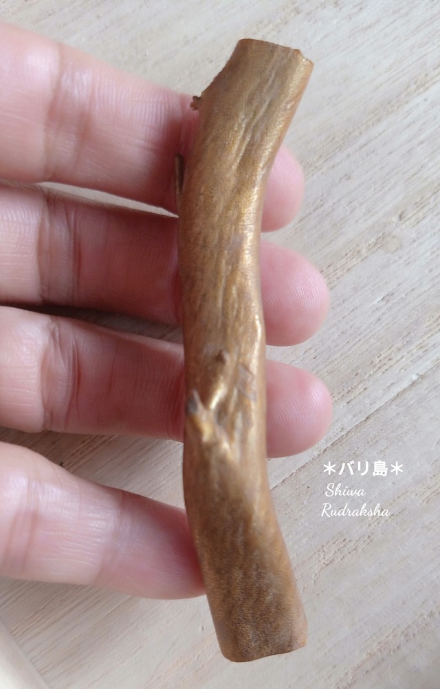 再入荷！【ウリ・ウマス（ゴールド）】原木サンゴ礁