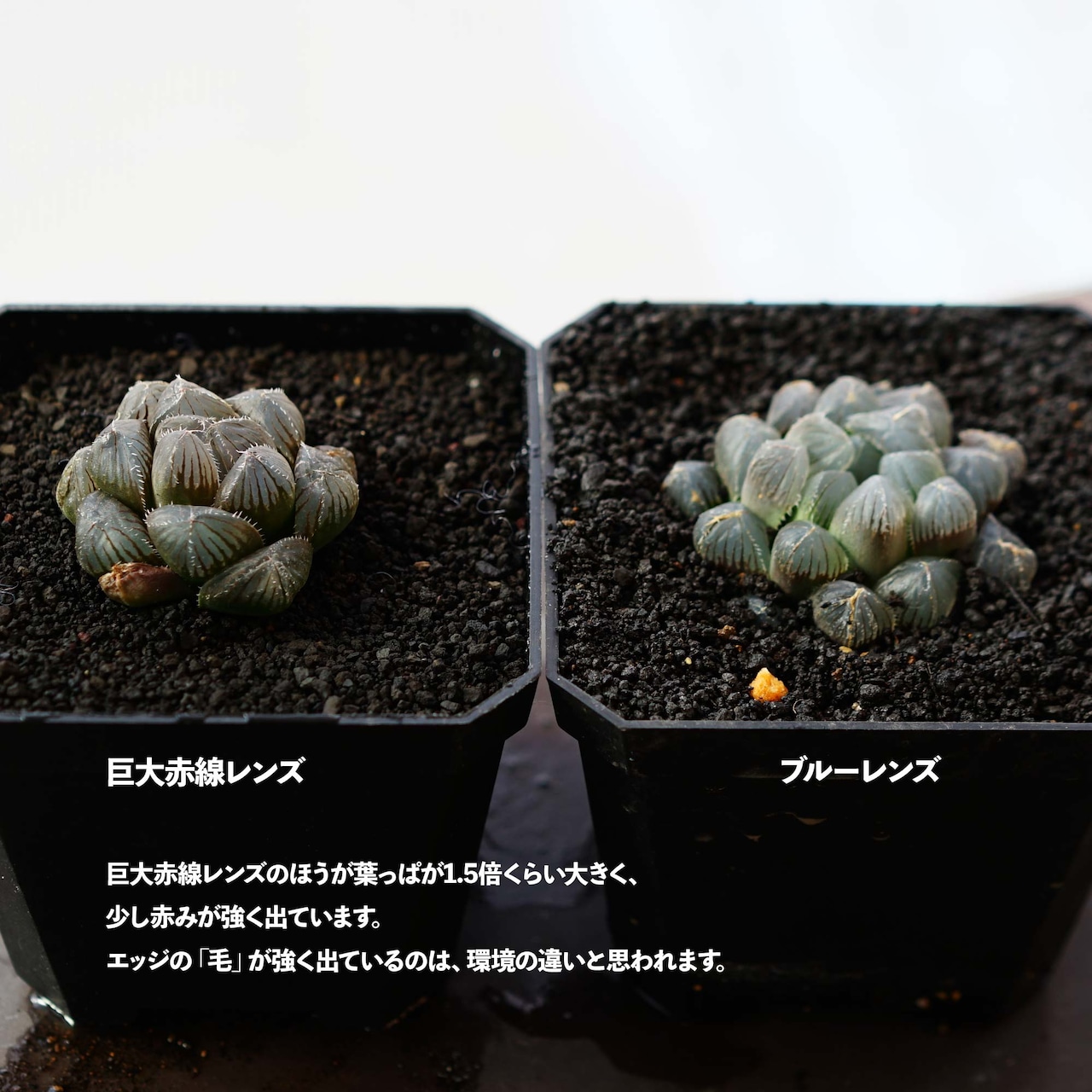 抜き苗 巨大赤線レンズオブツーサ Haworthia 'Kyodai Akasen Lens'