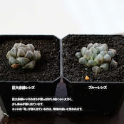 抜き苗 巨大赤線レンズオブツーサ Haworthia 'Kyodai Akasen Lens'