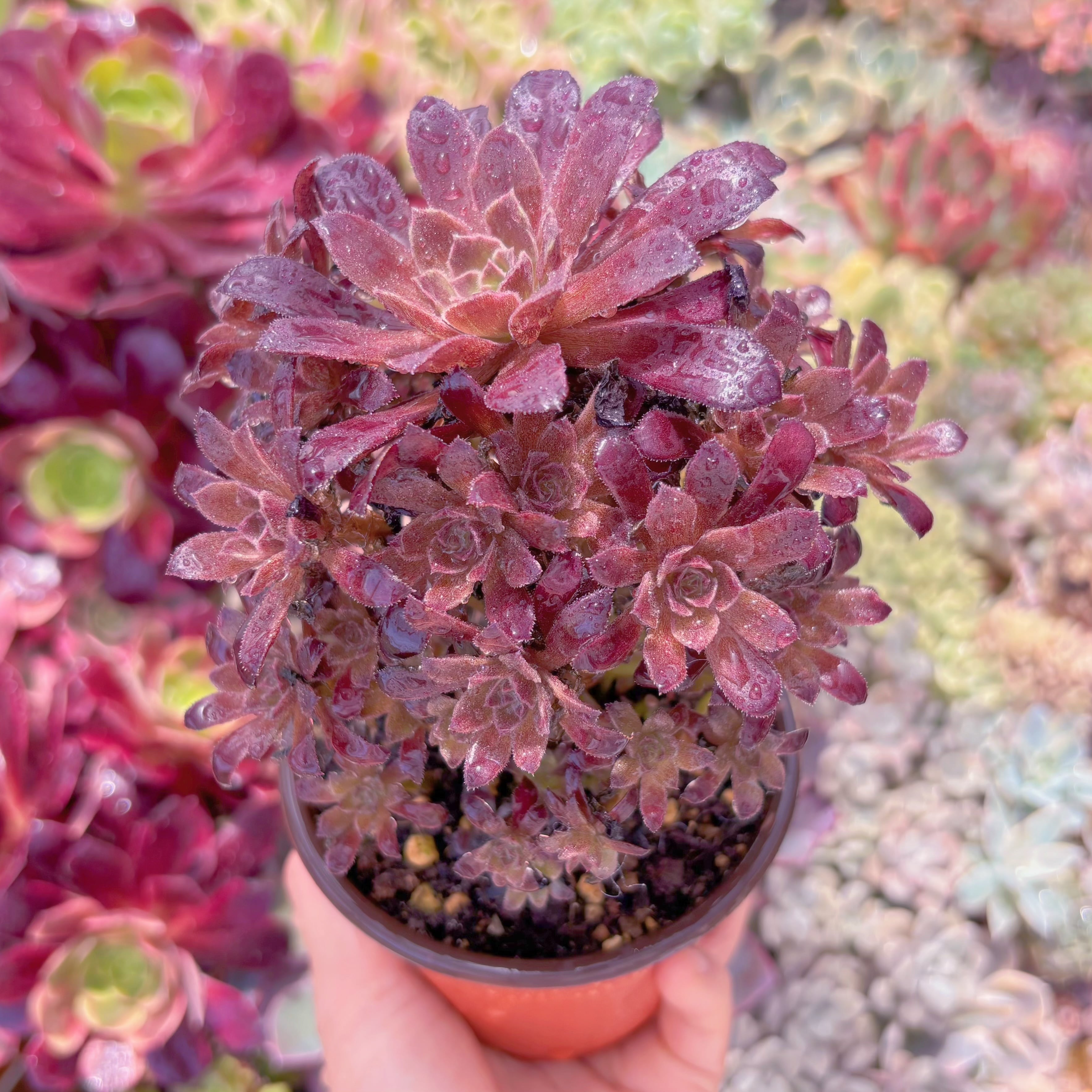 現品　plum purdy#F093　群生　新入荷　るる農園