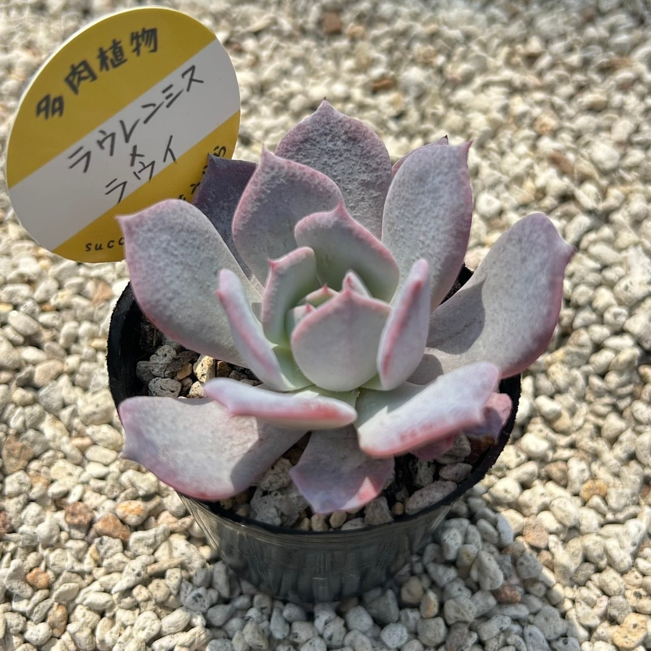多肉植物 ピンクウィッチ レア錦 アエオニウム 美苗 #p4 | PAY ID